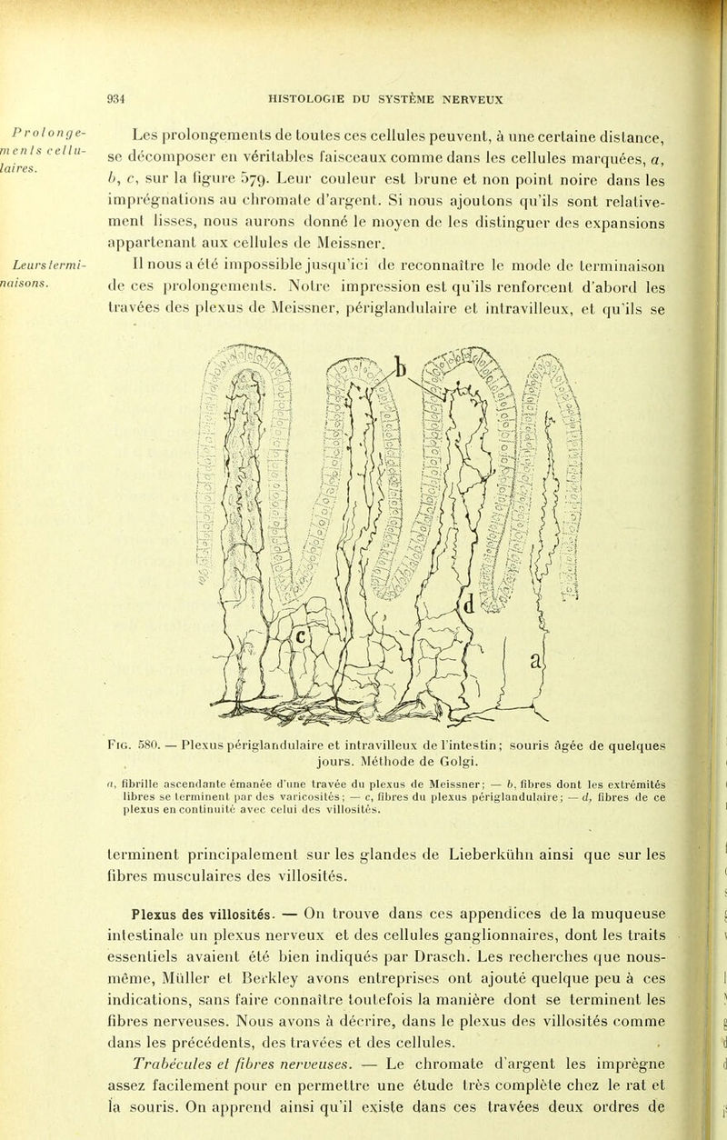 Prolonge- Les prolongements de toutes ces cellules peuvent, à une certaine distance, enis ce!lu- ge décomposer en véritables faisceaux comme dans les cellules marquées, a, 'ires. b, e, sur la figure 579. Leur couleur est brune et non point noire dans les imprégnations au chromate d'argent. Si nous ajoutons qu'ils sont relative- ment lisses, nous aurons donné le moyen de les distinguer des expansions appartenant aux cellules de Meissner. Leurstermi- Ilnousaété impossible jusqu'ici de reconnaître le mode de terminaison usons. de ces prolongements. Notre impression est qu'ils renforcent d'abord les travées des plexus de Meissner, périglandulaire et intravilleux, et qu'ils se Fig. 580. — Plexus périglandulaire et intravilleux de l'intestin; souris âgée de quelques jours. Méthode de Golgi. fibrille ascendante émanée d'une travée du plexus de Meissner; — 6, fibres dont les extrémités libres se terminent par des varicosités; — c, fibres du plexus périglandulaire; — d, fibres de ce plexus en continuité avec celui des villosités. terminent principalement sur les glandes de Lieberkùhn ainsi que sur les fibres musculaires des villosités. Plexus des villosités. — On trouve dans ces appendices de la muqueuse intestinale un plexus nerveux et des cellules ganglionnaires, dont les traits essentiels avaient été bien indiqués par Drasch. Les recherches que nous- même, Millier et Berkley avons entreprises ont ajouté quelque peu à ces indications, sans faire connaître toutefois la manière dont se terminent les fibres nerveuses. Nous avons à décrire, dans le plexus des villosités comme dans les précédents, des travées et des cellules. Trabécules et fibres nerveuses. — Le chromate d'argent les imprègne assez facilement pour en permettre une étude très complète chez le rat et l'a souris. On apprend ainsi qu'il existe dans ces travées deux ordres de