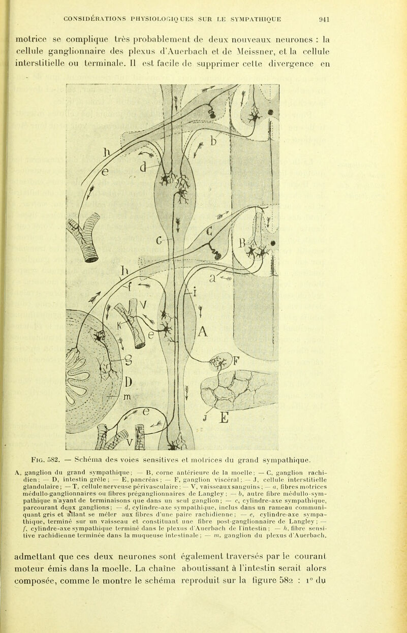 motrice se complique très probablement de deux nouveaux neurones : la cellule ganglionnaire des plexus d'Auerbach et de Meissner, et la cellule interstitielle ou terminale. 11 est facile de supprimer cette divergence en Fig. 582. — Schéma des voies sensitives et motrices du grand sympathique. A, ganglion du grand sympathique; — B, corne antérieure de la moelle; — C, ganglion raehi- dien; — D, intestin grêle; — E, pancréas; — F, ganglion viscéral; — .1, cellule interstitielle glandulaire; —T, cellule nerveuse périvasculaire ; — V, vaisseauxsanguins ; — a, fibres motrices médullo-ganglionnaires ou fibres préganglionnaires de Langley ; — 6, autre fibre médullo-sym- pathique n'ayant de terminaisons que dans un seul ganglion; — c, cylindre-axe sympathique, parcourant deux ganglions; — d, cylindre-axe sympathique, inclus dans un rameau communi- quant gris et allant se mêler aux fibres d'une paire rachidienne; — e, cylindre-axe sympa- thique, terminé sur un vaisseau et constituant une fibre post-ganglionnaire de Langley; — f, cylindre-axe sympathique terminé dans le plexus d'Auerbach de l'intestin; — h, fibre sensi- tive rachidienne terminée dans la muqueuse inteslinale; — m, ganglion du plexus d'Auerbach. admettant que ces deux neurones sont également traversés par le courant moteur émis dans la moelle. La chaîne aboutissant à l'intestin serait alors composée, comme le montre le schéma reproduit sur la figure 58a : i° du