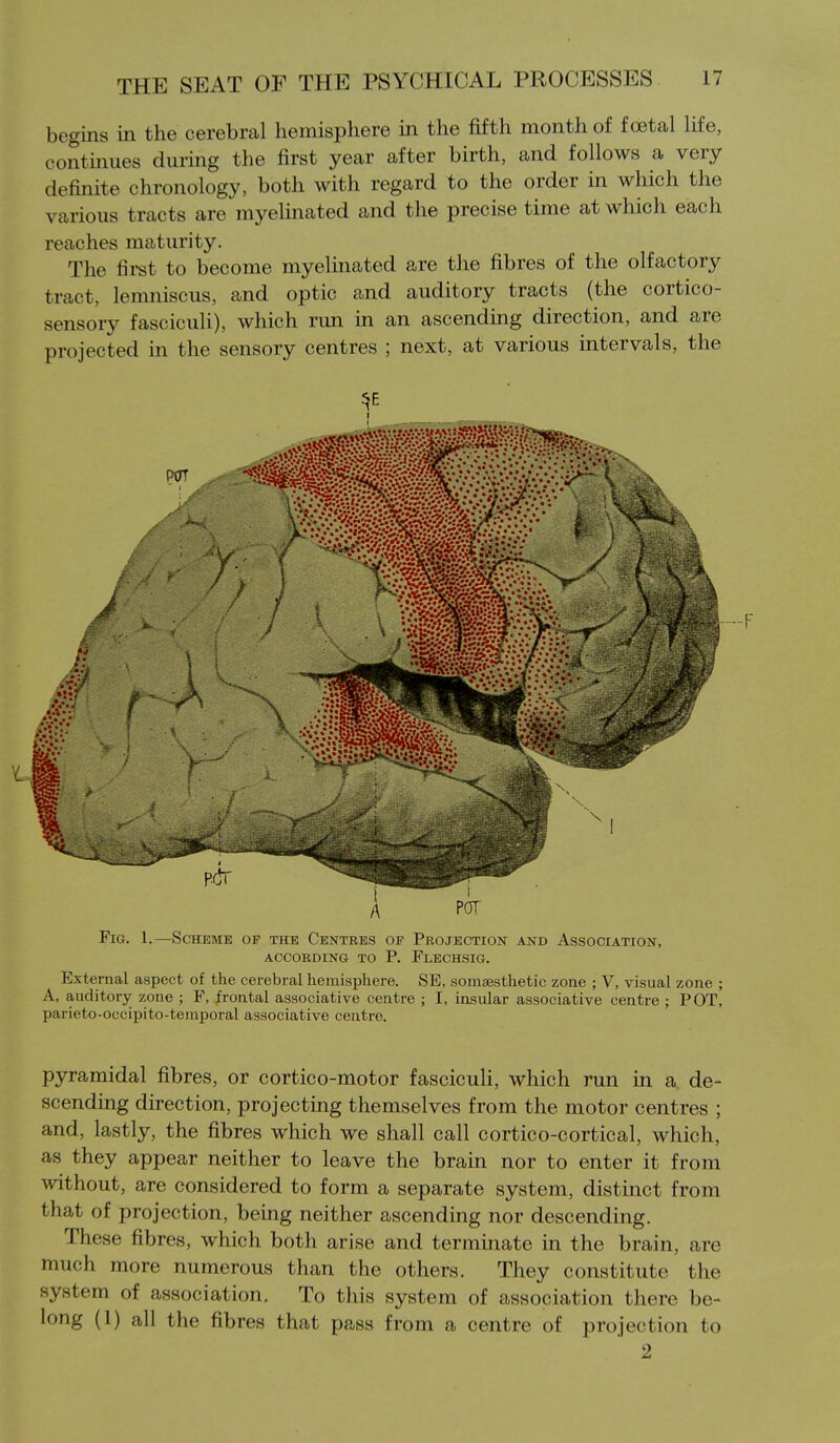 begins in the cerebral hemisphere in the fifth month of foetal life, continues during the first year after birth, and follows a very definite chronology, both with regard to the order in which the various tracts are myelinated and the precise time at which each reaches maturity. The fii-st to become myelinated are tlie fibres of the olfactory tract, lemniscus, and optic and auditory tracts (the cortico- sensory fasciculi), which run in an ascending direction, and are projected in the sensory centres ; next, at various intervals, the I A Fig. 1.—Scheme of the Centres of Projection and Association, ACCORDING TO P. FleCHSIG. External aspect of the cerebral hemisphere. SE, somsesthetlc zone ; V, visual zone ; A, auditory zone ; F, frontal associative centre ; I, insular associative centre ; POT, parieto-occipito-temporal associative centre. pyramidal fibres, or cortico-motor fascicuH, which run in a. de- scending direction, projecting themselves from the motor centres ; and, lastly, the fibres which we shall call cortico-cortical, which, as they appear neither to leave the brain nor to enter it from without, are considered to form a separate system, distinct from that of projection, being neither ascending nor descending. These fibres, which both arise and terminate in the brain, are much more numerous than the others. They constitute the system of association. To this system of association there be- long (1) all the fibres that pass from a centre of projection to 2