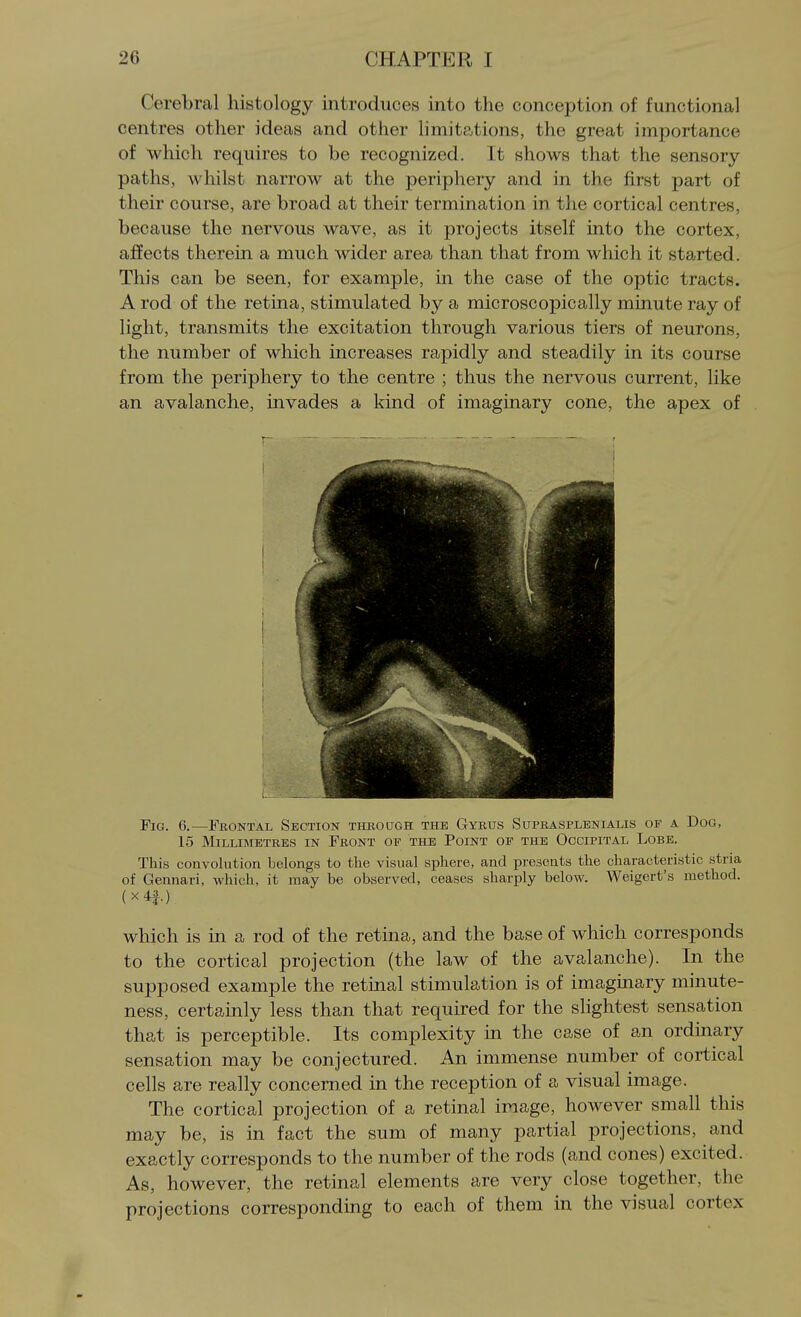 Cerebral histology introduces into the conception of functional centres other ideas and other limitations, the great importance of which requires to be recognized. It shows that the sensory paths, whilst narrow at the periphery and in the first part of their course, are broad at their termination in the cortical centres, because the nervous wave, as it projects itself into the cortex, affects therein a much wider area than that from which it started. This can be seen, for example, in the case of the optic tracts. A rod of the retina, stimulated by a microscopically minute ray of light, transmits the excitation through various tiers of neurons, the number of which increases rapidly and steadily in its course from the periphery to the centre ; thus the nervous current, like an avalanche, invades a kind of imaginary cone, the apex of Fig. 6.—Frontal Section thbough the Gyrus Suprasplenialis of a Dog, 15 Millimetres in Front of the Point of the Occipital Lobe. This convolution belongs to the visual sphere, and presents the characteristic stria of Gennari, which, it may be observed, ceases sharply below. Weigert's method. (x4f.) which is in a rod of the retina, and the base of which corresponds to the cortical projection (the law of the avalanche). In the supposed example the retinal stimulation is of imaginary minute- ness, certainly less than that required for the slightest sensation that is perceptible. Its complexity in the case of an ordinary sensation may be conjectured. An immense number of cortical cells are really concerned in the reception of a visual image. The cortical projection of a retinal image, however small this may be, is in fact the sum of many partial projections, and exactly corresponds to the number of the rods (and cones) excited. As, however, the retinal elements are very close together, the projections corresponding to each of them in the visual cortex