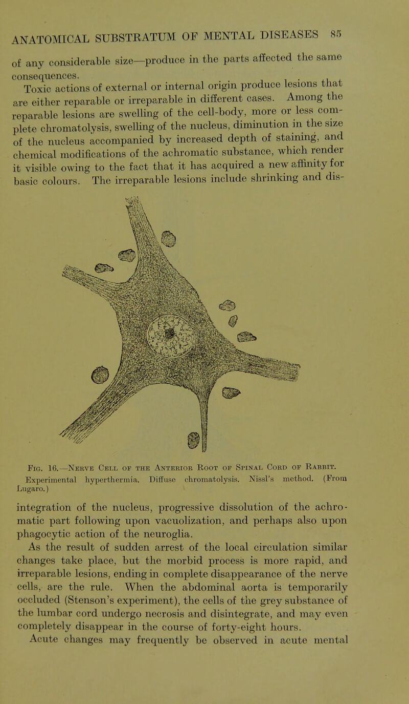 of any considerable size—produce in the parts affected the same consequences. Toxic actions of external or internal origin produce lesions that are either reparable or irreparable in different cases. Among the reparable lesions are swelling of the cell-body, more or less com- plete chromatolysis, swelUng of the nucleus, diminution m the size of the nucleus accompanied by increased depth of staining, and chemical modifications of the achromatic substance, which render it visible owing to the fact that it has acquired a new affinity for basic colours. The irreparable lesions include shrinking and dis- Fig. 16.—Nerve Cell oir the Anterior Root of Spinal Cord op Rabbit. Experimental hyperthermia. Diffuse chromatolysis. Nissl's method. (From Lugaro.) integration of the nucleus, progressive dissolution of the achro- matic part following upon vacuolization, and perhaps also upon phagocytic action of the neuroglia. As the result of sudden arrest of the local circulation similar changes take place, but the morbid process is more rapid, and irreparable lesions, ending in complete disappearance of the nerve cells, are the rule. When the abdominal aorta is temporarily occluded (Stenson's experiment), the cells of the grey substance of the lumbar cord undergo necrosis and disintegrate, and may even completely disappear in the course of forty-eight hours. Acute changes may frequently be observed in acute mental