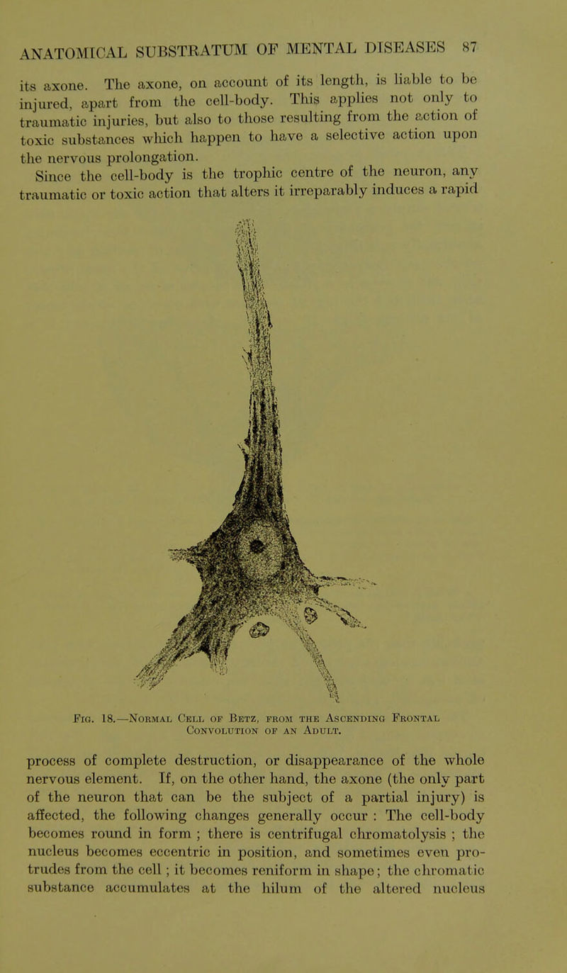 its axone. The axone, on account of its length, is liable to be injured, apart from the cell-body. This applies not only to traumatic injuries, but also to those resulting from the action of toxic substances which happen to have a selective action upon the nervous prolongation. Since the cell-body is the trophic centre of the neuron, any traumatic or toxic action that alters it irreparably induces a rapid Fig. 18.—Normal Cell of Betz, from the Ascending Frontal Convolution of an Adult. process of complete destruction, or disappearance of the whole nervous element. If, on the other hand, the axone (the only part of the neuron that can be the subject of a partial injury) is affected, the following changes generally occur : The cell-body becomes round in form ; there is centrifugal chromatolysis ; the nucleus becomes eccentric in position, and sometimes even pro- trudes from the cell; it becomes reniform in shape; the chromatic substance accumulates at the hilum of the altered nucleus