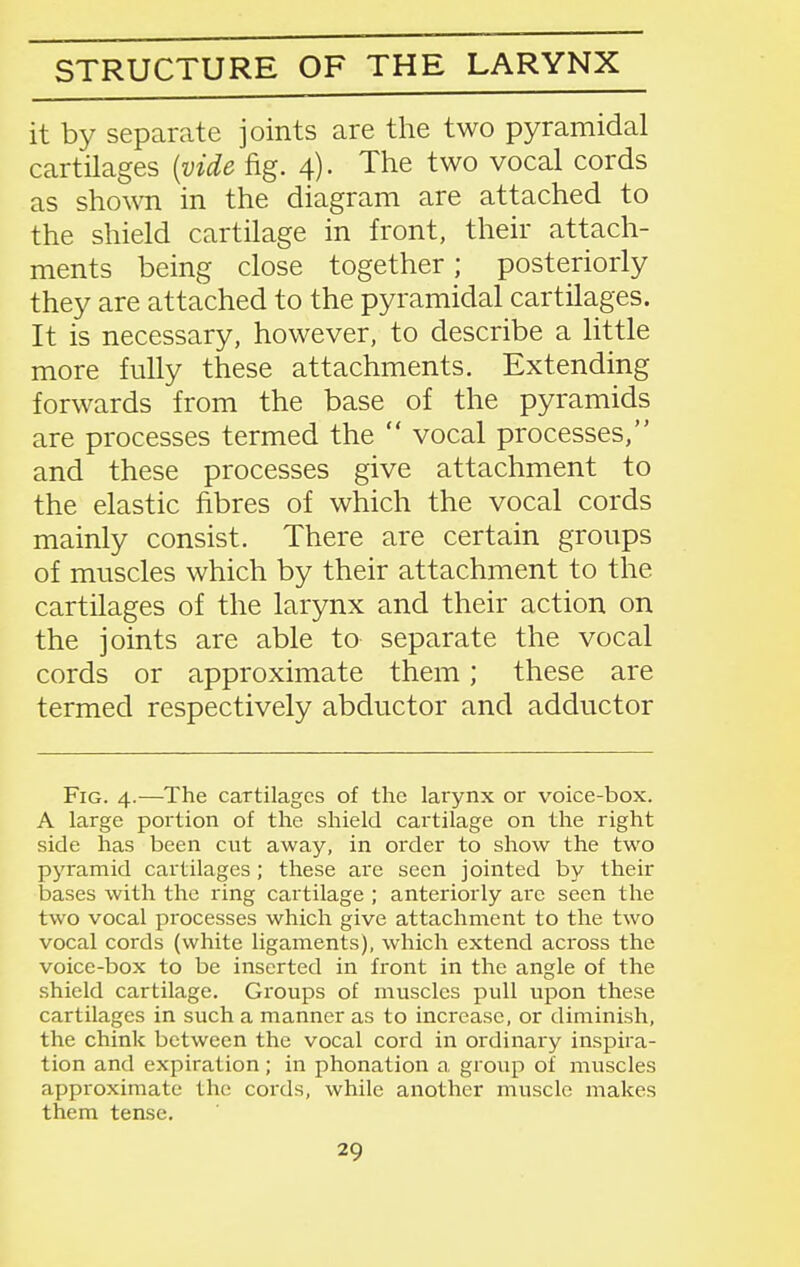 STRUCTURE OF THE LARYNX it by separate joints are the two pyramidal cartilages [vide fig. 4). The two vocal cords as shown in the diagram are attached to the shield cartilage in front, their attach- ments being close together; posteriorly they are attached to the pyramidal cartilages. It is necessary, however, to describe a little more fully these attachments. Extending forwards from the base of the pyramids are processes termed the  vocal processes, and these processes give attachment to the elastic fibres of which the vocal cords mainly consist. There are certain groups of muscles which by their attachment to the cartilages of the larynx and their action on the joints are able to separate the vocal cords or approximate them; these are termed respectively abductor and adductor Fig. 4.—The cartilages of the larynx or voice-box. A large portion of the shield cartilage on the right side has been cut away, in order to show the two pjaamid cartilages; these are seen jointed by their bases with the ring cartilage ; anteriorly are seen the two vocal processes which give attachment to the two vocal cords (white ligaments), which extend across the voice-box to be inserted in front in the angle of the shield cartilage. Groups of muscles pull upon these cartilages in such a manner as to increase, or diminish, the chink between the vocal cord in ordinary inspira- tion and expiration ; in phonation a group of muscles approximate the cords, while another muscle makes them tense.