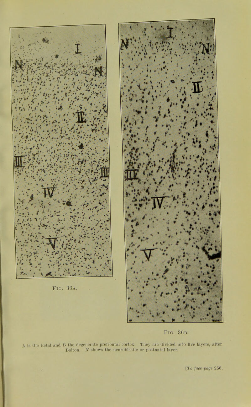 Fig. 3()A. » » '4' • •.; * » . . . . ^ ' \ •IIj • ' *. •.I- ^* I• • -« ^''^ ' .■ • <w ,# ^' ♦ ' Fio. 36b. A iH tlio fti^tal and 11 tlio (IcgiMKTiitc prcfroiitiil cortt'X. They arc divided into five layers, after Bolton. N allows the neuroblnstie or postnatal layer.