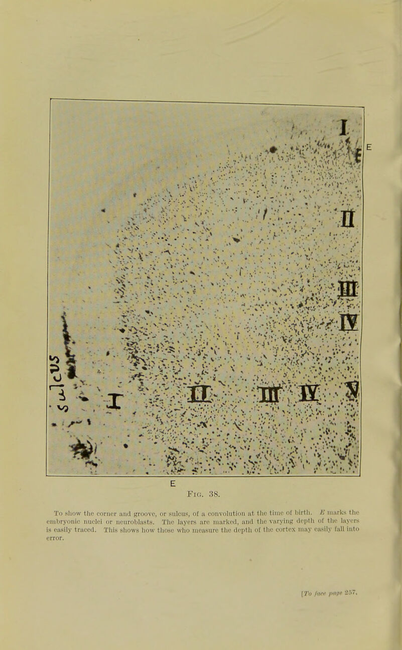 ' r,. '^^:■•;•^r••v;^7:^.••••■■■■,'■■:•^t Fig. 38. To sliow the corner and groove, or snlciis, of a convolution at tlie time of birtli. K marks the embryonic nuclei or neuroblasts. The layers are marked, and the varying depth of the layers is easily traced. This shows how those who measure the depth of the cortex may easily fall into error.