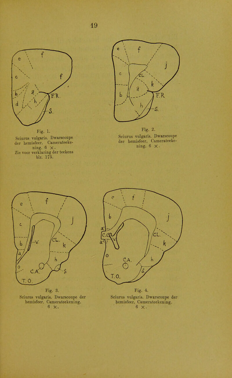 Fig. 1. Sciurus vulgaris. Dwarscoupe der hemisfeer. Camerateeke- ning. 6 X • Zie voor verklaring der teekens blz. 175. Flg. 2. Sciurus vulgaris. Dwarscoupe der temisfeer. Camerateeke- ning. 6 X •