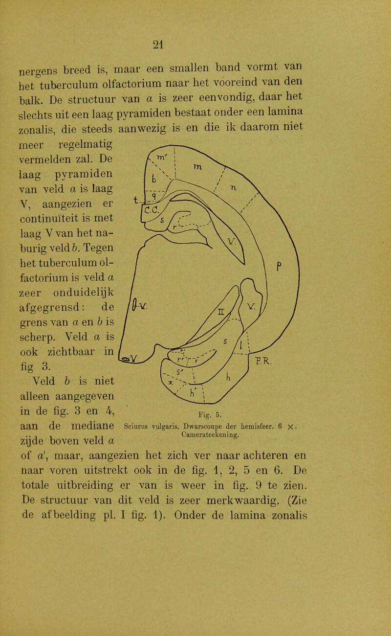 nergens breed is, maar een smallen band vormt van het tuberculum olfactorium naar het vooreind van den balk. De structuur van a is zeer eenvoudig, daar het slechts uit een laag pyramiden bestaat onder een lamina zonalis, die steeds aanwezig is en die ik daarom niet meer regelmatig vermelden zal. De ^ laag pyramiden van veld a is laag V, aangezien er continuïteit is met laag V van het na- burig veld&. Tegen het tuberculum ol- factorium is veld a zeer onduidelijk afgegrensd: de grens van a en ö is scherp. Veld a is ook zichtbaar in fig 3. Veld b is niet alleen aangegeven in de fig. 3 en 4, aan de mediane zijde boven veld a of a', maar, aangezien het zich ver naar achteren en naar voren uitstrekt ook in de fig. 1, 2, 5 en 6. De totale uitbreiding er van is weer in fig. 9 te zien. De structuur van dit veld is zeer merkwaardig. (Zie de afbeelding pl. I fig. 1). Onder de lamina zonalis Fig. 5. Sciurus vulgaris. Dwarscoupe der hemisfeer. 6 X ■ Camerateekening.