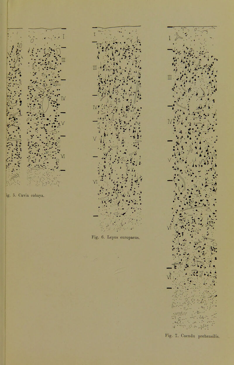 ( Fig. 7. Coendu prehensilis.