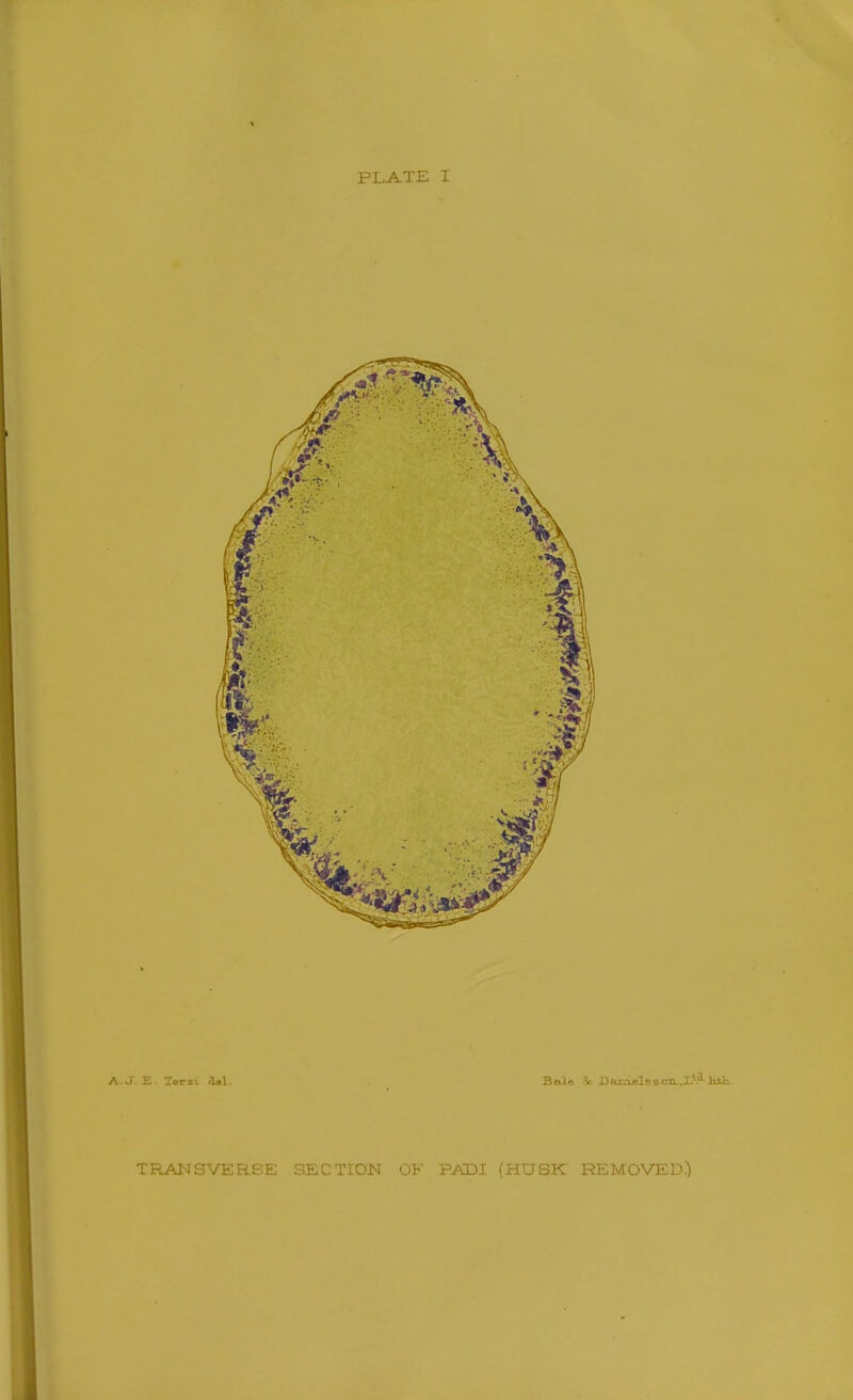 A.J. E. Tern flal. BcOe & DmiiBlssoa.X^^litli TRANSVERSE SECTION OF PADI (HUSK REMOVED.)