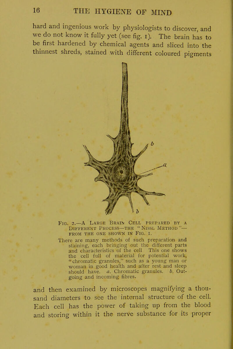 hard and ingenious work by physiologists to discover, and we do not know it fully yet (see fig. i). The brain his to be first hardened by chemical agents and sliced into the thinnest shreds, stained with different coloured pigments Fig. 2.—A Large Brain Cell prepared by a Different Process—the  Nissl Method — FROM the one shown IN FiG. I. There are many methods of such preparation and staining, each bringing out the different parts and characteristics of the cell This one shows the cell full of material for potential work, chromatic granules, such as a young man or woman in good health and after rest and sleep should have. a. Chromatic granules, h. Out- going and incoming fibi-es. and then examined by microscopes magnifying a thou- sand diameters to see the internal structure of the cell. Each cell has the power of taking up from the blood and storing within it the nerve substance for its proper