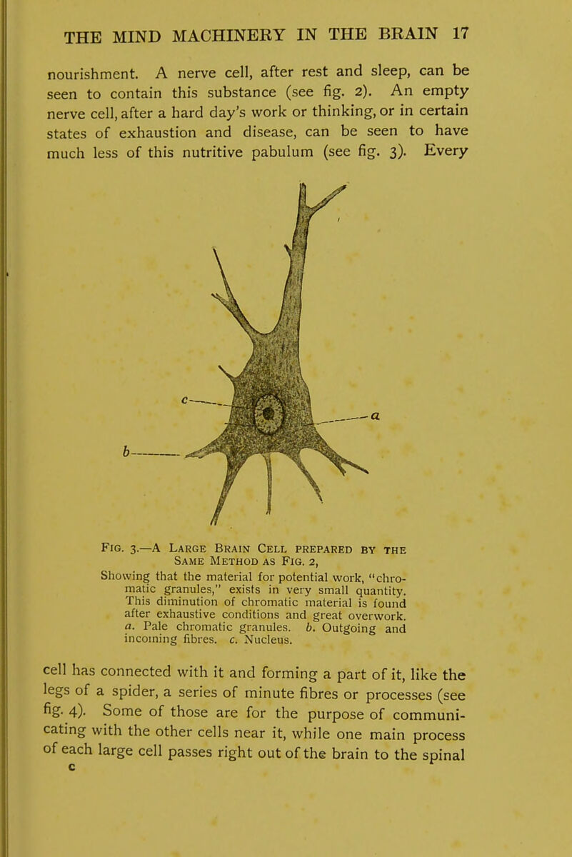 nourishment. A nerve cell, after rest and sleep, can be seen to contain this substance (see fig. 2). An empty nerve cell, after a hard day's work or thinking, or in certain states of exhaustion and disease, can be seen to have much less of this nutritive pabulum (see fig. 3). Every b Fig. 3.—a Large Brain Cell prepared by the Same Method as Fig. 2, Showing that the material for potential work, chro- matic granules, exists in very small quantity. This diminution of chromatic material is found after exhaustive conditions and great overwork. a. Pale chromatic granules, b. Outgoing and incoming fibres, c. Nucleus. cell has connected with it and forming a part of it, like the legs of a spider, a series of minute fibres or processes (see fig. 4). Some of those are for the purpose of communi- cating with the other cells near it, while one main process of each large cell passes right out of the brain to the spinal