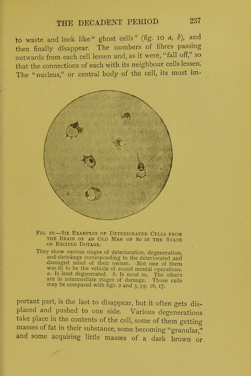to waste and look like ghost cells (fig. lO a, b), and then finally disappear. The numbers of fibres passing outwards from each cell lessen and, as it were, fall off, so that the connections of each with its neighbour cells lessen. The nucleus, or central body of the cell, its most im- FiG. 10.—Six Examples of Deteriorated Cells from THE Brain of an Old Man of 8o in the State OF Excited Dotage. They show various stages of deterioration, degeneration, and shrinkage corresponding to the deteriorated and damaged mind of their owner. Not one of them was fit to be the vehicle of sound mental operations. a. Is least degenerated. 6. Is most so. The others are in intermediate stages of damage. Those ceils may be compared with figs. 2 and 3, pp. 16, 17. portant part, is the last to disappear, but it often gets dis- placed and pushed to one side. Various degenerations take place in the contents of the cell, some of them getting masses of fat in their substance, some becoming granular, and some acquiring little masses of a dark brown or