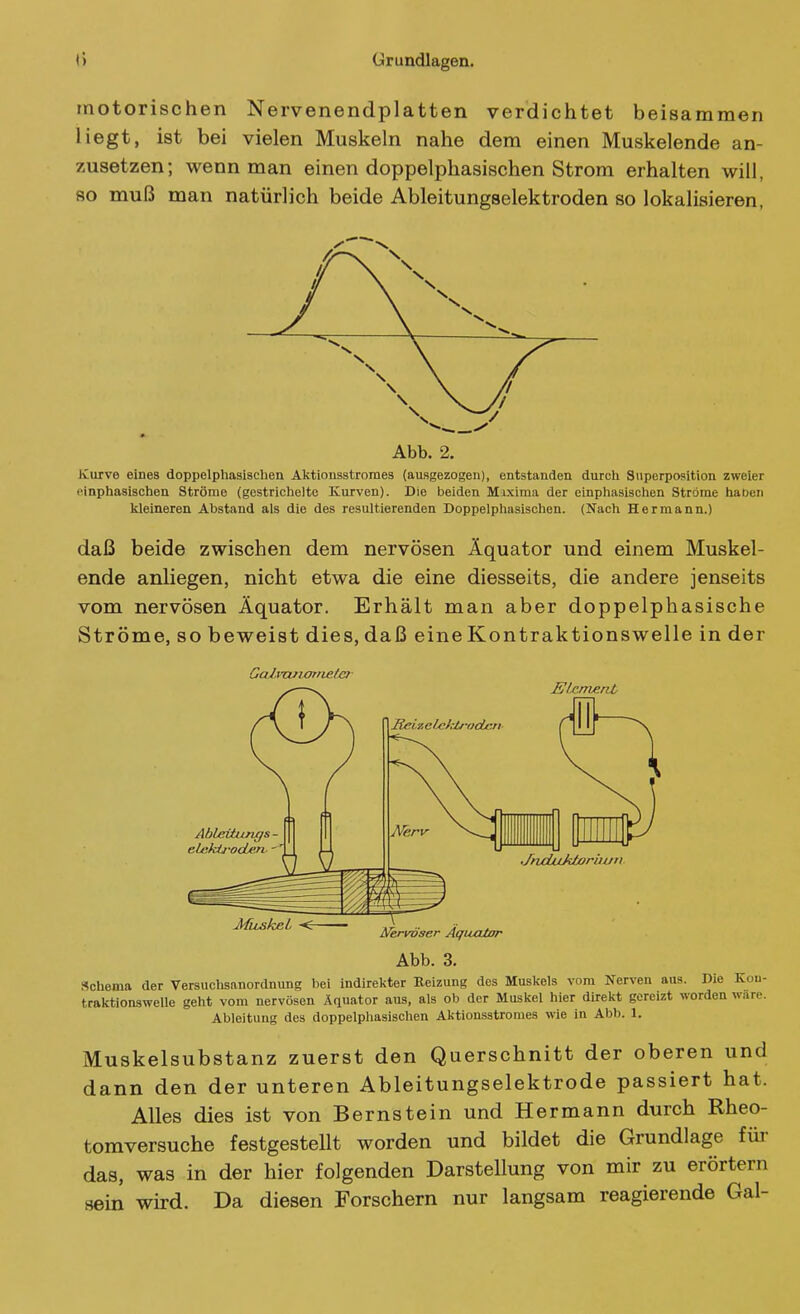 motorischen Nervenendplatten verdichtet beisammen liegt, ist bei vielen Muskeln nahe dem einen Muskelende an- zusetzen; wenn man einen doppelphasischen Strom erhalten will, so muß man natürlich beide Ableitungselektroden so lokalisieren, Abb. 2. Kurve eines doppelphasischen Aljtionsstromes (ausgezogen), entstanden durcli Superposition zweier einphasischen Ströme (gestrichelte Kurven). Die beiden Mixima der einphasischen Ströme haben kleineren Abstand als die des resultierenden Doppelphasischen. (Nach Hermann.) daß beide zwischen dem nervösen Äquator und einem Muskel- ende anliegen, nicht etwa die eine diesseits, die andere jenseits vom nervösen Äquator. Erhält man aber doppelphasische Ströme, so beweist dies, daß eine Kontraktionswelle in der Muskel Nervöser Äquator Abb. 3. .Schema der Versuchsanordnung bei indirekter Reizung des Muskels vom Nerven aus. Die Kon- traktionswelle geht vom nervösen Äquator aus, als ob der Muskel hier direkt gereizt worden wäre. Ableitung des doppelphasischen Aktionsstronies wie in Abb. 1. Muskelsubstanz zuerst den Querschnitt der oberen und dann den der unteren Ableitungselektrode passiert hat. Alles dies ist von Bernstein und Hermann durch Rheo- tomversuche festgestellt worden und bildet die Grundlage füi- das, was in der hier folgenden Darstellung von mir zu erörtern sein wird. Da diesen Forschern nur langsam reagierende Gal-
