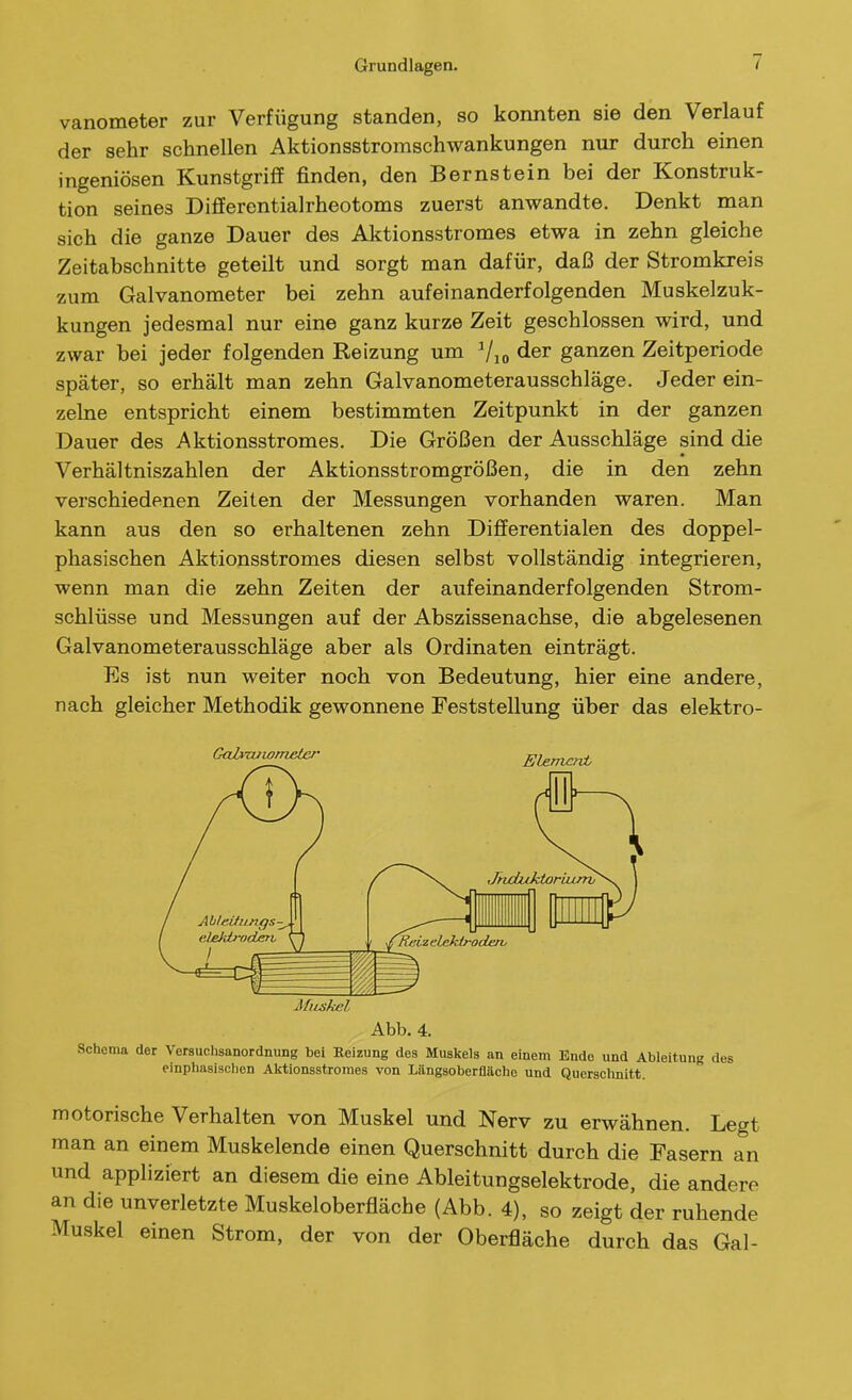 vanometer zur Verfügung standen, so konnten sie den Verlauf der sehr schnellen Aktionsstromschwankungen nur durch einen ingeniösen Kunstgriff finden, den Bernstein bei der Konstruk- tion seines Differentialrheotoms zuerst anwandte. Denkt man sich die ganze Dauer des Aktionsstromes etwa in zehn gleiche Zeitabschnitte geteilt und sorgt man dafür, daß der Stromkreis zum Galvanometer bei zehn aufeinanderfolgenden Muskelzuk- kungen jedesmal nur eine ganz kurze Zeit geschlossen wird, und zwar bei jeder folgenden Reizung um Vio ^ler ganzen Zeitperiode später, so erhält man zehn Galvanometerausschläge. Jeder ein- zelne entspricht einem bestimmten Zeitpunkt in der ganzen Dauer des Aktionsstromes. Die Größen der Ausschläge sind die Verhältniszahlen der Aktionsstromgrößen, die in den zehn verschiedenen Zeiten der Messungen vorhanden waren. Man kann aus den so erhaltenen zehn Dififerentialen des doppel- phasischen Aktionsstromes diesen selbst vollständig integrieren, wenn man die zehn Zeiten der aufeinanderfolgenden Strom- schlüsse und Messungen auf der Abszissenachse, die abgelesenen Galvanometerausschläge aber als Ordinaten einträgt. Es ist nun weiter noch von Bedeutung, hier eine andere, nach gleicher Methodik gewonnene Feststellung über das elektro- Gabnuwmeter Element Miiskel Abb. 4. Schema der Versuchsanordnung bei Heizung des Muskels an einem Endo und Ableitung des einphasischen Aktionsstromes von Längsoberfläche und Querschnitt. motorische Verhalten von Muskel und Nerv zu erwähnen. Legt man an einem Muskelende einen Querschnitt durch die Fasern an und appliziert an diesem die eine Ableitungselektrode, die andere an die unverletzte Muskeloberfläche (Abb. 4), so zeigt der ruhende Muskel einen Strom, der von der Oberfläche durch das Gal-