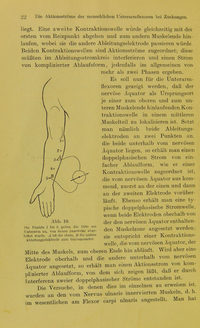 liegt. Eine zweite Kontraktions welle würde gleichzeitig mit der ersten vom Reizpunkt abgehen und zum andern Muskelende hin- laufen, wobei sie die andere Ableitungselektrode passieren würde. Beiden Kontraktionswellen sind Aktionsströme zugeordnet; diese müßten im Ableitungsstromkreis interferieren und einen Strom von komplizierter Ablaufsform, jedenfalls im allgemeinen von mehr als zwei Phasen ergeben. Es soll nun für die Unterarm- flexoren gezeigt werden, daß der nervöse Äquator als Ursprungsort je einer zum oberen und zum un- teren Muskelende hinlaufenden Kon- traktionswelle in einem mittleren Muskelteil zu lokalisieren ist. Setzt man nämlich beide Ableitungs- elektroden an zwei Punkten an, die beide unterhalb vom nervösen Äquator liegen, so erhält man einen doppelphasischen Strom von ein- facher Ablauf form, wie er einer Kontraktionswelle zugeordnet ist, die vom nervösen Äquator aus kom- mend, zuerst an der einen und dann an der zweiten Elektrode vorüber- läuft. Ebenso erhält man eine ty- pische doppelphasische Stromwelle, wenn beide Elektroden oberhalb von der den nervösen Äquator enthalten- den Muskelzone angesetzt werden; sie entspricht einer Kontraktions- welle, die vom nervösen Äquator, der Mitte des Muskels, zum oberen Ende hin abläuft. Wird aber eine Elektrode oberhalb und die andere unterhalb vom nervösen Äquator angesetzt, so erhält man einen Aktionsstrom von kom- plizierter Ablaufform, von dem sich zeigen läßt, daß er durch Interferenz zweier doppelphasischer Ströme entstanden ist. _ Die Versuche, in denen dies im einzelnen zu erweisen ist, wurden an den vom Nervus ulnaris innervierten Muskeln, d h im wesentlichen am Flexor carpi ulnaris angestellt. Man hat Abb. 10. Die Punkte 1 bis 5 geben die Orte am Unterarm an, von denen paarweise abge- leitet wurde. A ist die obere, B die untere Ableitungseleljtrode zum Galvanometer.