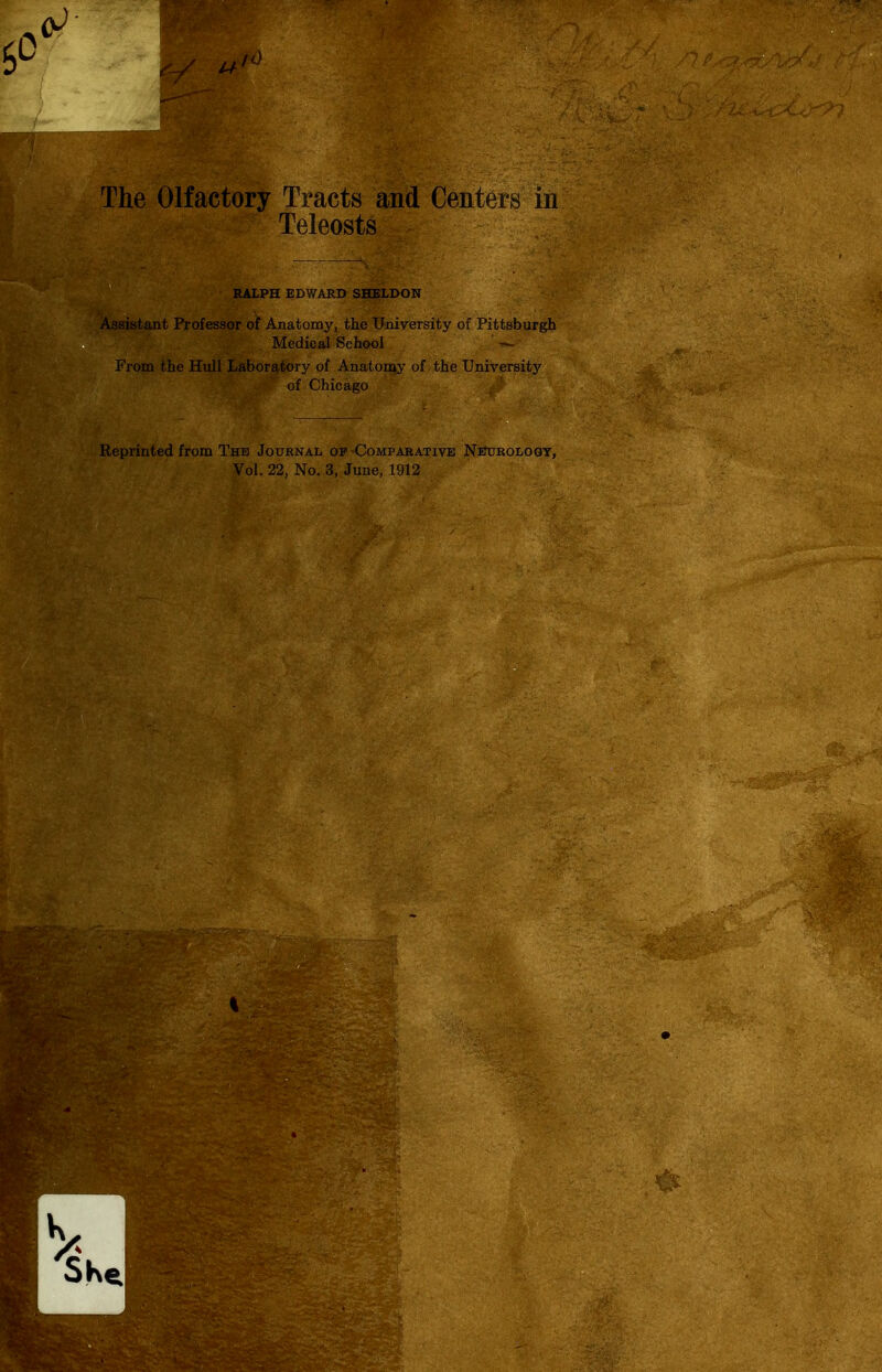 / - The Olfactory Tracts and Centers in Teleosts RALPH EDV/ARD SHELDON Assistant Professor of Anatomy, the University of Pittsburgh Medical School From the Hull Laboratory of Anatomiy of the University of Chicago Reprinted from The Journal op-Compabative NBUROLoaY, Vol. 22, No. 3, June, 1912 I