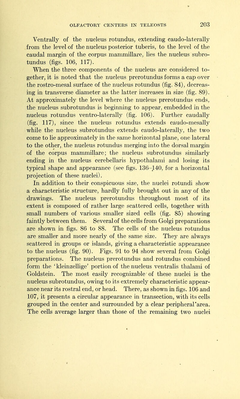 Ventrally of the nucleus rotundus, extending caudo-laterally from the level of the nucleus posterior tuberis, to the level of the caudal margin of the corpus mammillare, lies the nucleus subro- tundus (figs. 106, 117). When the three components of the nucleus are considered to- gether, it is noted that the nucleus prerotundus forms a cap over the rostro-mesal surface of the nucleus rotundus (fig. 84), decreas- ing in transverse diameter as the latter increases in size (fig. 89). At approximately the level where the nucleus prerotundus ends, the nucleus subrotundus is beginning to appear, embedded in the nucleus rotundus ventro-laterally (fig. 106). Further caudally (fig. 117), since the nucleus rotundus extends caudo-mesally while the nucleus subrotundus extends caudo-laterally, the two come to lie approximately in the same horizontal plane, one lateral to the other, the nucleus rotundus merging into the dorsal margin of the corpus mammillare; the nucleus subrotundus similarly ending in the nucleus cerebellaris hypothalami and losing its typical shape and appearance (see figs. 136-140, for a horizontal projection of these nuclei). In addition to their conspicuous size, the nuclei rotundi show a characteristic structure, hardly fully brought out in any of the drawings. The nucleus prerotundus throughout most of its extent is composed of rather large scattered cells, together with small numbers of various smaller sized cells (fig. 85) showing faintly between them. Several of the cells from Golgi preparations are shown in figs. 86 to 88. The cells of the nucleus rotundus are smaller and more nearly of the same size. They are always scattered in groups or islands, giving a characteristic appearance to the nucleus (fig. 90). Figs. 91 to 94 show several from Golgi preparations. The nucleus prerotundus and rotundus combined form the ' kleinzellige' portion of the nucleus ventrails thalami of Goldstein. The most easily recognizable of these nuclei is the nucleus subrotundus, owing to its extremely characteristic appear- ance near its rostral end, or head. There, as shown in figs. 106 and 107, it presents a circular appearance in transection, with its cells grouped in the center and surrounded by a clear peripheral'area. The cells average larger than those of the remaining two nuclei