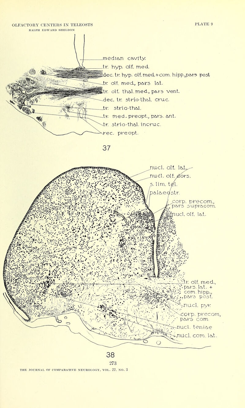 HALPH EDWARD SHELDON PLATE 9 mediex.n ca.vily. tr. hyp. olf. med. dec. tr. hyp. olf. med. + com. hvpp.jpds-rs post tr. olf. med., pe>,r3 tr. olf. thd,!.med., p6,r5 vent, dec. tr. strio-lheil. cruc. tr. 5trlo-th4>,l, Ir. med. preopt., pars. 6>nl. ir. 5trio-th&,l. incruc. ec. pre opt. 37 nucl. olt. lexU nucl. on. isrors. corp. precom., Pfpa-r3 suprAcom. ^ff^ - ■ ^-^Ir olf. med., . ./ :/::^:r\-i^^>^-j7<g^&^ com. hipp., .v\V'V'i?vi^:-?r:-rijK^^\«!-; post. .corp. precom., pexr5 com. ^r^ucl. teni&,e ^nucl. com. l<i.t. 273 THE JOURNAL OF rOMPARATIVE NEUROLOGY, VOL. 22. NO. 3