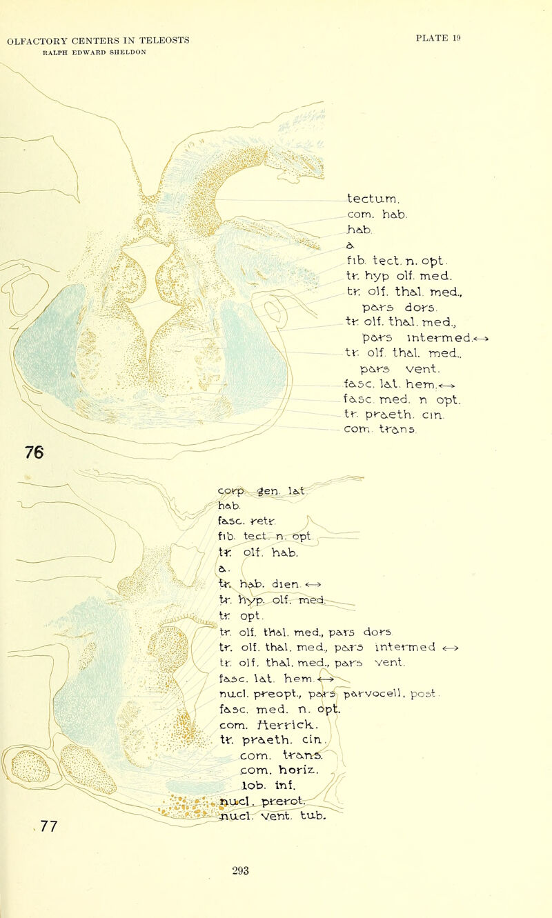 RALPH EDWARD SHELDON tectum, com. ha.b. fib. tect. n. opt. tf. hyp olf. med. tr. olt. tha>l. med., pa,+-s dors ■tr oil theJ. -med., pa-rs mtermed.' tr. olf thM. Tned.. pe^rs vent. —-fevsc. lA,t. hem.^ -^f6.5c med. n opt. tr. pr6.eth. cm. — com tre^ns 77 fa.3c. retr fI'o. te.c-t, n_^t. H Q.lf. ha,b. ^. if, havb. dien. <^ tr. lft>^..,-Ql{v^-rae4r:r-----._ tr opt. tr. olt thAl. med., pars dors tr. olf. tha>l. med., p^r5 mtermed tr. olf, tbAvb med., pa^rs vent. fa>sc. Idvt. hem.<-^- nu-cl. preopb, pa,rs pArvocell, post. f6>3c. med. n. opt. com, flerrick. tr. pravelh, cinJ \ com. tra,ns^i| com. horiz:. lob. Inf. ..^ucl^prerotTr:;^ Uictr'S/entr^ub-