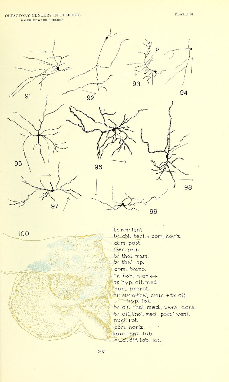 RALPH EDWABD SHELDON PLATE 26