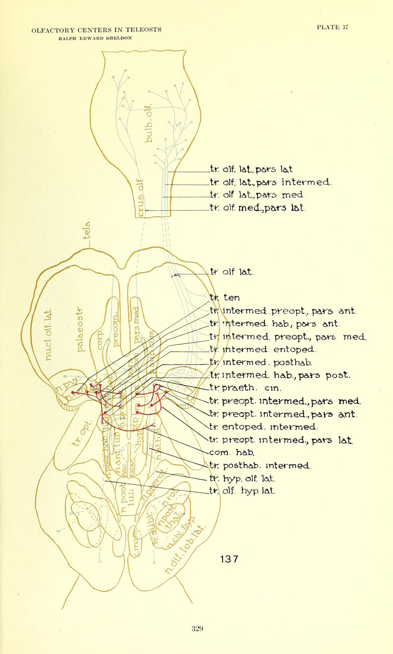 RALPH EDWARD SHELDON PLATE 37 t-r. o]f. l6.t.,p&.'i'S intermed. -t-i'. olf lat.,par3 med olf ten Intermed preopt.^ pAV5 ant. 'ntefmed. hab,, pf>vs e^nt in termed, preopt., pa^-e- med. mte-rmed entoped. intermed. posthab. mtermed. ha^b.^pAi-S) post, pre^eth. cm. p^ecpt. mtevmed.,pd^rs med. preopt. 3ntermed.,pa,v^ d^nt. entoped. intermed. preopt intermed., pa.VIS ]&.t. om. hab. posthab. mtermed. hyp. olf, Kt. olf. hyp. lat. 137