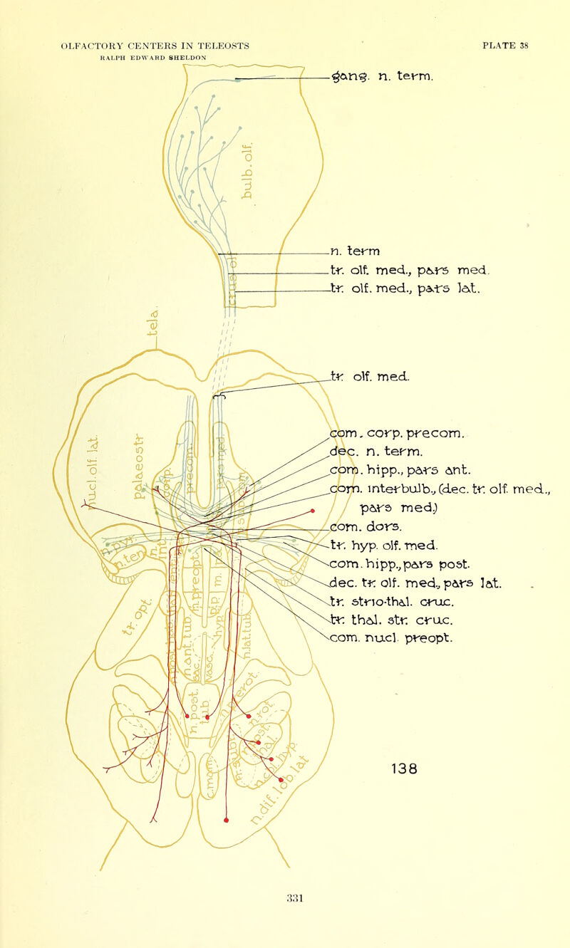 RAI-PH EDWARD SHELDON ^an^. n. tevm. tr. olf. tned., p&.r5 med. -t'T; olf. med.j p<^rs la.t. ti'. olf. med. com, corp. precom. dec. n. tefm. com. hipp., pd,r5 Ant. com. intef bulb.Xd.ec. tt: olf. med, pe^rs) med.j com. dors. tr. hyp. olf. med. com.hipp.,p6.rs po&t. dec. Xr. olf. med.^pa^rs lat. .If. stno-thd,l. ctiic. -tr. theJ. str. cruc. com. nucl. preopt. 138