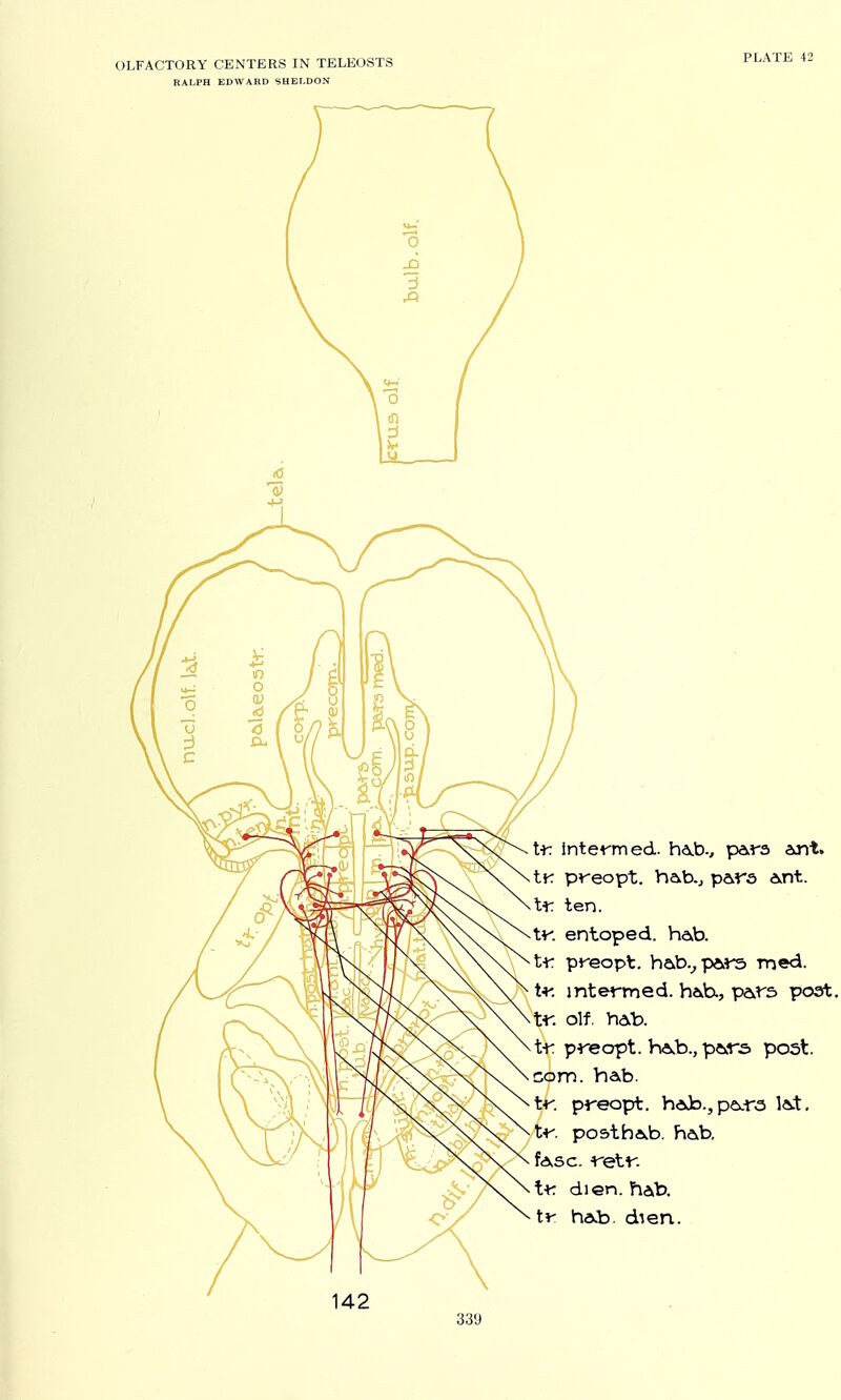 RALPH EDWARD SHELDON PLATE 42 tr. intenned. Vwb., pAVs ant. tK pv-eopt. ha,b.j p&rs Ant. ten. tf. entoped. hab. tt: preopt. hab.^p«iA-5 med. t^'. mtermed. ha>.b., p&rs post, t-r. olf. hAb. tt: pre opt. hAvb., pars post, com. hab. tf. preopt. hevb., pei^ra l&.t, tt-. posthAb. henb. fAsc. retf. t+r dien. hab. t*- hAb. dien. 142
