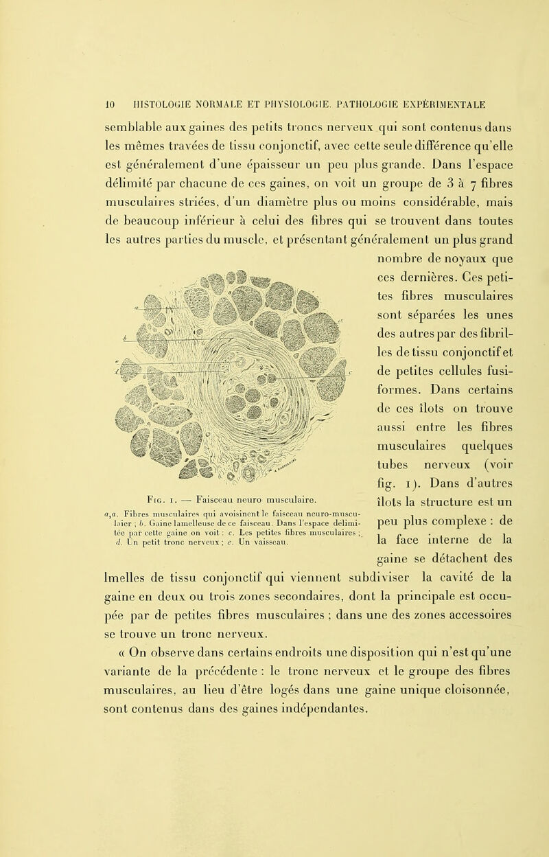 semblable aux gaines des petits troncs nerveux qui sont contenus dans les mêmes travées de tissu conjonctif, avec cette seule différence qu'elle est généralement d'une épaisseur un peu plus grande. Dans l'espace délimité par chacune de ces gaines, on voit un groupe de 3 à 7 fibres musculaires striées, d'un diamètre plus ou moins considérable, mais de beaucoup inférieur à celui des fibres qui se trouvent dans toutes les autres parties du muscle, et présentant généralement un plus grand nombre de noyaux que . - ces dernières. Ces peti- ^ ) '^ ^««-i^ fi]-)j.gs musculaires . ^f^ sont séparées les unes ^ , . des autres par des fibril- les de tissu conjonctif et i» c de petites cellules fusi- formes. Dans certains ■ ^ de ces îlots on trouve aussi entre les fibres y:/' musculaires quelques tubes nerveux (voir fig. I). Dans d'autres îlots la structure est un peu plus complexe : de la face intei'ne de la gaine se détachent des Imelles de tissu conjonctif qui viennent subdiviser la cavité de la gaine en deux ou trois zones secondaires, dont la principale est occu- pée par de petites fibres musculaires ; dans une des zones accessoires se trouve un tronc nerveux. « On observe dans certains endroits une disposition qui n'est qu'une variante de la précédente : le tronc nerveux et le groupe des fibres musculaires, au lieu d'être logés dans une gaine unique cloisonnée, sont contenus dans des gaines indépendantes. Fig. I. — Faisceau neuro musculaire. a,a. Fibres musculaires qui avoisinentle faisceau neuro-muscu- Inier ; h. Gaine lainelleuse de ce faisceau. Dans l'espace délimi- tée par cette gaine on voit: c. Les petites fibres musculaires; (/.Un petit tronc nerveux ; e. Un vaisseau.