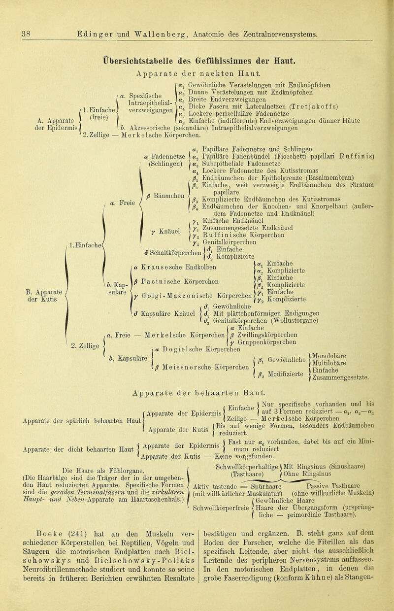 II. Einfache (freie) 2. Zellige - Übersichtstabelle des Grefühlssinnes der Haut. Apparate der nackten Haut. Gewöhnliche Verästelungen mit Endknöpfchen «2 Dünne Verästelungen mit Endknöpfchen «3 Breite Endverzweigungen ß, Dicke Fasern mit Lateralnetzen (Tretjakoffs) 4 Lockere perizelluläre Fadennetze Einfache (indifferente) Endverzweigungen dünner Häute b. Akzessorische (sekundäre) IntraepitheHalverzweigungen Merkel sehe Körperchen. Freie £ Fadennetze (Schhngen) ß Bäumchen y Knäuel B. Apparate der Kutis 2. Zellige Freie «1 Papilläre Fadennetze und Schlingen «2 Papilläre Fadenbündel (Fiocchetti papillari Ruffinis) «3 Subepitheliale Fadennetze Lockere Fadennetze des Kutisstromas Endbäumchen der Epithelgrenze (Basalmembran) ß.. Einfache, weit verzweigte Endbäumchen des Stratum papilläre /S3 Komplizierte Endbäumchen des Kutisstromas ß^ Endbäumchen der Knochen- und Knorpelhaut (außer- dem Fadennetze und Endknäuel) ^1 Einfache Endknäuel y.. Zusammengesetzte Endknäuel 73 Ruffinische Körperchen * y^ Genitalkörperchen rfSchaltkörperchen *'^' Ei^^^^«^^ Einfache Komplizierte o r> ■ • 1 T— u Einfache /S P a c 1 n 1 sehe Korperchen j ^^^^i^^^^^^^ Y Golgi-Mazzonische Körperchen j lo'^^iSerte id^ Gewöhnliche rfa Mit plättchenförmigen Endigungen cfg Genitalkörperchen (Wollüste I a Einfache — Merkeische Körperchen|/S Zwillingskörperchen (y Gruppenkörperchen D 0 g i e 1 sehe Körperchen Kl I ß.2 Kompliziert isohe Endkolben b. Kapsuläre ß Meissner sehe Körperchen ß, Gewöhnliche I Monolobärc j Multilobäre T\T A-si- ■ j. IEinfache Modifizierte j zusammengesetzte. Äppf ite d( r behaarten Haut. Nui Apparate der spärlich behaarten Hautj (Apparate der dicht behaarten Haut j ^W^^'^**' ^P^^^^^' •Apparate der Kutis — Die Haare als Fühlorgane. (Die Haarbälge sind die Träger der in der umgeben- den Haut reduzierten Apparate. Spezifische Formen sind die geraden Terminalfasern und die zirkulären Hatqit- und A'^eiew-Apparate am Haartaschenhals.) i-p- . ,1 Nur spezifische vorhanden und bis ^° ® j auf 3Formen reduziert =a^, a.—a^ Zellige — Merkeische Körperchen , ,• IBis auf wenige Formen, besonders Endbäumchen der Kutis j ^.^^^^.^^.^ iFast nur «g vorhanden, dabei bis auf ein Mini- mum reduziert Keine vorgefunden. Schwellkörperhaltige l Mit Eingsinus (Sinushaare) (Tasthaare) jOhne Ringsinus Aktiv tastende = Spürhaare Passive Tasthaare (mit willkürlicher Muskulatur) (ohne willkürliche Muskeln) l Gewöhnliche Haare Schwellkörperfreie | Haare der Übergangsform (ursprüug- ( liehe — primordiale Tasthaare). Boeke (241) hat an den Muskeln ver- schiedener Körperstellen bei Eeptilien, Vögeln und Säugern die motorischen Endplatten nach Biel- schowskys und Bielschowsky-Pollaks Neurofibrillenmethode studiert und konnte so seine bereits in früheren Berichten erwähnten Kesultate bestätigen und ergänzen. B. steht ganz auf dem Boden der Forscher, welche die Fibrillen als das spezifisch Leitende, aber nicht das ausschließlich Leitende des peripheren Nervensystems auffassen. In den motorischen Endplatten, in denen die grobe Faserendigung (konform Kühne) als Staugen-