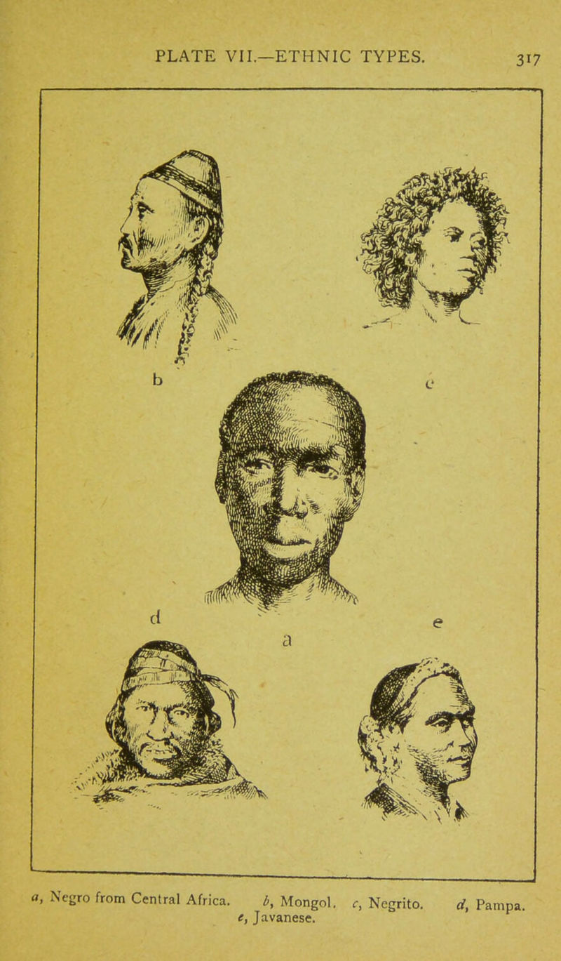 PLATE VII.—ETHNIC TYPES. a, Negro from Central Africa. b, Mongol, c, Negrito. d, Pampa. e, Javanese.