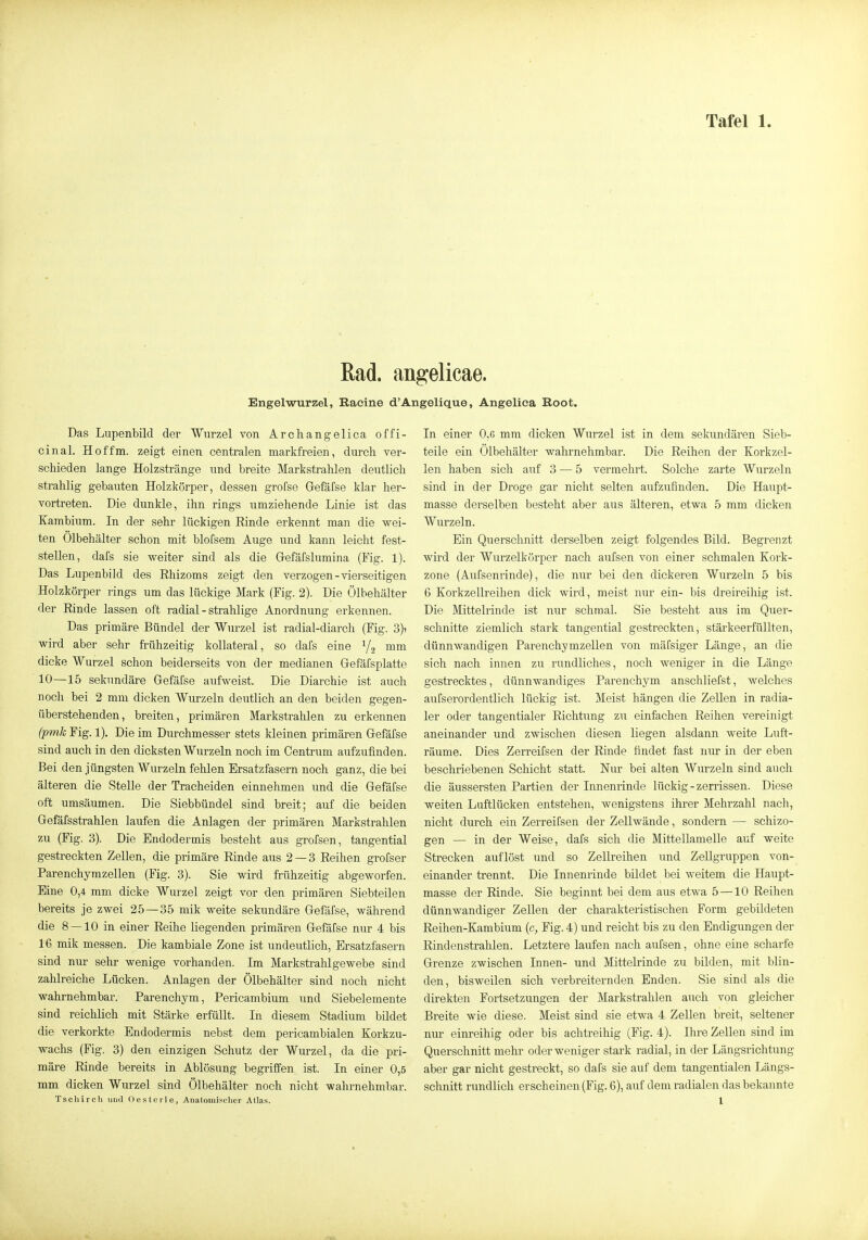 Rad. angelicae. Engelwurzel, Racine d'Angelique, Angelica Root. Das Lupenbild der Wurzel von Are Ii angelica offi- cinal. Hof'fm. zeigt einen centralen markfreien, durch ver- schieden lange Holzstränge und breite Markstrahlen deutlich strahlig gebauten Holzkörper, dessen grofse Gefäfse klar her- vortreten. Die dunkle, ihn rings umziehende Linie ist das Kambium. In der sehr lückigen Einde erkennt man die wei- ten Ölbehälter schon mit blofsem Auge und kann leicht fest- stellen, dafs sie weiter sind als die G-efäfslumina (Fig. 1). Das Lupenbild des Ehizoms zeigt den verzogen-vierseitigen Holzkörper rings um das lückige Mark (Fig. 2). Die Ölbehälter der Einde lassen oft radial - strahlige Anordnung erkennen. Das primäre Bündel der Wurzel ist radial-diarch (Fig. 3)? wird aber sehr frühzeitig kollateral, so dafs eine Y2 mm dicke Wurzel schon beiderseits von der medianen Gefäfsplatte 10—15 sekundäre Gefäfse aufweist. Die Diarchie ist auch noch bei 2 mm dicken Wurzeln deutlich an den beiden gegen- überstehenden, breiten, primären Markstrahlen zu erkennen (pmk Fig. 1). Die im Durchmesser stets kleinen primären Gefäfse sind auch in den dicksten Wurzeln noch im Centrum aufzufinden. Bei den jüngsten Wurzeln fehlen Ersatzfasern noch ganz, die bei älteren die Stelle der Tracheiden einnehmen und die Gefäfse oft umsäumen. Die Siebbündel sind breit; auf die beiden Gefäfsstrahlen laufen die Anlagen der primären Markstrahlen zu (Fig. 3). Die Endodermis besteht aus grofsen, tangential gestreckten Zellen, die primäre Einde aus 2 — 3 Eeihen grofser Parenchymzellen (Fig. 3). Sie wird frühzeitig abgeworfen. Eine 0,4 mm dicke Wiu-zel zeigt vor den primären Siebteilen bereits je zwei 25—35 mik weite sekundäre Gefäfse, während die 8 — 10 in einer Eeihe liegenden primären Gefäfse nur 4 bis 16 mik messen. Die kambiale Zone ist undeutlich, Ersatzfasern sind nur sehr wenige vorhanden. Im Markstrahlgewebe sind zahlreiche Lücken. Anlagen der Ölbehälter sind noch nicht wahrnehmbar. Parenchym, Pericambium und Siebelemente sind reichlich mit Stärke erfüllt. In diesem Stadium bildet die verkorkte Endodermis nebst dem pericambialen Korkzu- wachs (Fig. 3) den einzigen Schutz der Wurzel, da die pri- märe Einde bereits in Ablösung begriffen ist. In einer 0,5 mm dicken Wurzel sind Ölbehälter noch nicht wahrnehmbar. Tscliirch und Oesterle, Anatomischer Atlas. In einer 0,6 mm dicken Wurzel ist in dem sekundären Sieb- teile ein Ölbehälter wahrnehmbar. Die Eeihen der Korkzel- len haben sich auf 3 — 5 vermehrt. Solche zarte Wurzeln sind in der Droge gar nicht selten aufzufinden. Die Haupt- masse derselben besteht aber aus älteren, etwa 5 mm dicken Wurzeln. Ein Querschnitt derselben zeigt folgendes Bild. Begrenzt wird der Wurzelkörper nach aufsen von einer schmalen Kork- zone (Aufsenrinde), die nur bei den dickeren Wurzeln 5 bis 6 Korkzellreihen dick wird, meist nur ein- bis dreireihig ist. Die Mittelrinde ist nur schmal. Sie besteht aus im Quer- schnitte ziemlich stark tangential gestreckten, stärkeerfüllten, dünnwandigen Parenchymzellen von mäfsiger Länge, an die sich nach innen zu rundliches, noch weniger in die Länge gestrecktes, dünnwandiges Parenchym anschliefst, Avelches aufserordentlich lückig ist. Meist hängen die Zellen in radia- ler oder tangentialer Eichtung zu einfachen Eeihen vereinigt aneinander und zwischen diesen liegen alsdann weite Luft- räume. Dies Zerreifsen der Einde findet fast nur in der eben beschriebenen Schicht statt. Nur bei alten Wurzeln sind auch die äussersten Partien der Innenrinde lückig - zerrissen. Diese weiten Luftlücken entstehen, wenigstens ihrer Mehrzahl nach, nicht durch ein Zerreifsen der Zellwände, sondern — schizo- gen — in der Weise, dafs sich die Mittellamelle auf weite Strecken auflöst und so Zellreihen und Zellgruppen von- einander trennt. Die Innenrinde bildet bei weitem die Haupt- masse der Einde. Sie beginnt bei dem aus etwa 5 —10 Eeihen dünnwandiger Zellen der charakteristischen Form gebildeten Eeihen-Kambium (e, Fig. 4) und reicht bis zu den Endigungen der Eindenstralüen. Letztere laufen nach aufsen, ohne eine scharfe Grenze zwischen Innen- und Mittelrinde zu bilden, mit blin- den, bisweilen sich verbreiternden Enden. Sie sind als die direkten Fortsetzungen der Markstrahlen auch von gleicher Breite wie diese. Meist sind sie etwa 4 Zellen breit, seltener mu- einreihig oder bis achtreihig (Fig. 4). Ihre Zellen sind im Querschnitt mehr oder weniger stark radial, in der Längsrichtung aber gar nicht gestreckt, so dafs sie auf dem tangentialen Längs- schnitt rundlich erscheinen (Fig. 6), auf dem radialen das bekannte l