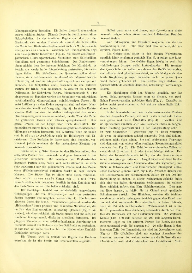 Mauerparenchym darstellen. Die Zellen dieser Eindenstrahlen führen reichlich Stärke. Niemals liegen in den Eindenstrahlen Sekretbehälter. In der kambialen Eegion sind dort, wo der Markstrahl sich an den Eindenstrahl ansetzt, die Initialzellen der Mark- bez. Eindenstrahlzellen meist auch im Winterzustande deutlich noch zu erkennen. Zwischen den Eindenstrahlen Liegt nun die eigentliche Innenrinde (Fig. 4). Sie besteht aus Einden- parenchym (Pliloemparenchym), Siebröhren (mit Geleitzellen), Oambiform und gestreiften Spindelfasern. Das Eindenparen- chym gleicht dem der inneren Schichten der Mittelrinde: es besteht aus wenig in der Längsrichtung gestreckten, dünnwan- digen Zellen. Die Siebröhren, im Querschnittsbilde durch dickere, stark lichtbrechende Cellulosewände prägnant hervor- tretend (Fig. 5), sind im Längsschnitt ungleich schwieriger auf- zufinden. Die Siebplatten sind, besonders in den äufseren Partien der Einde, sehr undeutlich, da daselbst die bekannte Obliteration der Siebröhren (Angw. Pflanzenanatomie S. 346) eingetreten ist. Begleitet werden die Siebröhren von zahlreichen, verhältnismäfsig dünnwandigen, spindelförmigen Fasern, die meist keilförmig an den Enden zugespitzt sind und deren Mem- bran eine zierliche Streifu ng zeigt (Fig. 8). In steilen Eechts- spiralen läuft das eine, in steilen Linksspiralen das andere Streifensystem, jenes erstere schneidend, um die Wand der Zelle. Die gestreiften Fasern sind oftmals quergekammert. Dies ganze Gewebe ist der Länge nach reich durchlüftet. Die Spindelfasern führen Inhalt, sind also als eigentümliche Zwischen- bildungen zwischen Bastfasern (bez. Libriform, denn sie finden sich in gleicher Ausbildung auch im Holzkörper) und Er- satzfasern. Ihre Funktion ist daher auch eine doppelte, vor- wiegend jedoch scheinen sie das mechanische Element der Wurzeln darzustellen. Stärke ist in gröfster Menge in den Eindenstrahlen, den äufsersten Partien der Innenrinde und ganz besonders in der Mittelrinde vorhanden. Die zwischen den Eindenstrahlen liegenden Partien sind, wenn auch nicht stärkefrei, so doch sehr stärkearm: nur die gekammerten Fasern und das Paren- chym (Phloemparenchym) enthalten Stärke in sehr kleinen Mengen. Die Stärke (Fig. 9) bildet stets kleine rundlicho aber nicht genau runde Körner von 1 — 5 mik Gröfse. Eiweifsreaktion tritt besonders deutlich in dem Kambium und den Siebröhren hervor, die beide stärkefrei sind. Der Heizkörper besteht aus radial-strahlig angeordneten Gefäfsgruppen, die von Holzparenchym und von gestreiften Fasern begleitet und umgeben werden (Fig. 4). Die letzteren gleichen denen der Einde. Yoneinander getrennt werden die „Holzstrahlen durch primäre und sekundäre Markstrahlen, die im Bau den Eindenstrahlen vollständig gleichen (Fig. 6 mk, s. oben), wie diese reichlich mit Stärke erfüllt sind und sich, das Kambium überspringend, direkt in dieselben fortsetzen. Bei jüngeren Wurzeln ist eine radial-reihenförmige Anordnung der Elemente sowohl des Siebteils als des Gefäfsteils zu beobachten, so dafs man auf weite Strecken hin die Glieder einer Kambial- Initialzelle verfolgen kann. Die Wurzel wird in CöUeda bei Beginn des Herbstes gegraben, sie ist also bereits mit Eeservestoffen angefüllt. Selbst ganz zarte und junge, nur 0,3—0,5 mm dicke Wurzeln zeigen schon einen deutlich kollateralen Bau des Wurzelbündels. Auf Plüoroglucin und Salzsäure reagieren nur die Ge- fässwandungen rot — nur diese sind also verholzt, die ge- streiften Fasern nicht. Die Gefäfse sind selbst in den dünnen Wurzelfasern sämtlich leiter-netzförmig getüpfelt (Fig. 6), spiralige oder Eing- verdickungen fehlen. Die Gefäfse liegen häufig in zwei- bis vielglied erigen Gruppen radial hintereinander. Die trennen- den Querwände der Zellen, aus denen das Gefäfs hervorging, sind oftmals nicht gänzlich resorbiert, so dafs häufig noch eine breite Eingleiste, ja sogar bisweilen noch die ganze Quer- wand stehen geblieben ist. Die letztere zeigt alsdann im Querschnittsbilde ebenfalls deutliche, netzförmige Verdickungs- leisten. Ein Markkörper fehlt den Wurzeln gänzlich, nur das kurze, dicke, geringelte Ehizom zeigt ein kleines, von rund- lichen ParenchymZellen gebildetes Mark (Fig. 2). Dasselbe ist jedoch meist geschwunden, so dafs sich an seiner Stelle Hohl- räume finden. In der Innenrinde, und zwar in den zwischen den Einden- strahlen liegenden Partien, wie auch in der Mittelrinde finden sich grofse und weite Ölbehälter (Fig. 4). Dieselben sind im Querschnitt rundlich oder oval (alsdann etwas in tangen- tialer Eichtung gestreckt) und in der Längsrichtung sehr — oft viele Centimeter — gestreckt (Fig. 7). Dabei verlaufen sie zwar im allgemeinen achsial senkrecht, doch sind Schlän- gelungen nicht eben selten. Sie sind schizogenen Ursprungs und demnach von einem dünnwandigen Secernierungsepithel umgeben {sec Fig. 5). Die Zahl der secernierenden Zellen ist meist durch 2 teilbar, 4, 6 oder 8 sind häufige Zahlen. Der Inhalt des Intercellularkanals ist Öl, der der Secernierungs- zellen eine körnige Substanz. Ausgekleidet sind diese Kanäle wie alle schizogenen (mit Ausnahme derer der Myrtaceen), mit einem in Schwefelsäure und Schultzescher Flüssigkeit unlös- lichen Häutchen „innere Haut (Fig. 5, ih). Zwischen diesem und der Gellulosewand der secernierenden Zellen ist der Ort der Harzbildung zu suchen, in dieser resinogenen Schicht findet sich eine von Fäden durchzogene Schleimmasse, in welcher Harz reichlich auftritt, eine Harz - Sclüeimemulsion. Löst man das Harz heraus, so bleibt die in Chloral stark quellende Schleimmasse zurück. Das Häutchen, Avelches die Schleim- membranpartie (die resinogene Schicht) gegen den Kanal und das sich dort vorfindende Harz abschliefst, ist keine Cuticula, denn sie löst sich in Chromsäure. Wahrscheinlich ist es ein für Öl permeables Grenzhäutchen, entstanden durch den Kon- tact der Harzmasse mit der Sclüeimmembran. Die weitesten Kanäle (140—180 mik, seltener bis 200 mik längsten Durch- messers) liegen in den äufseren Partien der Einde, sie sind stets tangential-oval; die engsten (40—70 mik) liegen in dem innersten Teile der Innenrinde, sie sind im Querschnitte rund (Fig. 4). Die Ölbehälter sind, mit einziger Ausnahme der innersten, engsten, bei weitem weiter als die Gefässe, die nur 27—56 mik weit sind (Unterschied von Levisticum). Nicht