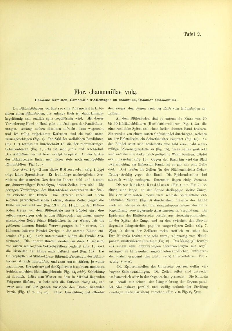 Flor, chamomillae vulg. Gemeine Kamillen, Camomille d'Allemagne ou commune, Common Chamomiles. Die Blütenköi'bchen von Matricaria ChamomillaL. be- sitzen einen Blütenboden, der anfangs flach ist, dann konisch- kegelförmig und endlich spitz - kegelförmig wird. Mit dieser Veränderung Hand in Hand geht ein Umbiegen der Randblüten- zungen. Anfangs stehen dieselben aufrecht, dann wagerecht und bei völlig aufgeblütem Körbchen sind sie nach unten zurückgeschlagen (Fig. 1). Die Zahl der weiblichen Randblüten (Fig. 1, r) beträgt im Durchschnitt 15, die der röhrenförmigen Scheibenblüten (Fig. 1, sch) ist sehr grofs und wechselnd. Das Aufblühen der letzteren erfolgt basipetal. An der Spitze des Blütenbodens findet man daher stets noch unaufgeblüte Röhrenblüten (Fig. 1, a).' Der etwa 1^/2 — 2 mm dicke Blütenboden (Fig. 1, hyp) trägt keine Spreublätter. Er ist infolge nachträglichen Zer- reifsens des centralen Gewebes im Innern hohl und besteht aus dünnwandigem Parenchym, dessen Zellen kurz sind. Die geringen Vertiefungen des Blütenbodens entsprechen den Stel- len zwischen den Blüten. Die letzteren sitzen auf einem seichten parenchymatischen Polster, dessen Zellen gegen die Blüte hin gestreckt sind (Fig. 13 u. Fig. 14,. p). In den Blüten- boden treten von dem Blütenstiele aus 8 Bündel ein; die- selben verzweigen sich in dem Blütenboden zu einem anasto- mosierenden Netze feiner Bündelchen in der Weise, dafs die gröfseren inneren Bündel Verzweigungen in die oberen, die kleineren äufseren Bündel Zweige in die unteren Blüten ent- senden (Fig. 13). Auch untereinander bilden die Bündel Ana- stomosen. Die inneren Bündel werden (an ihrer Aufsenseite) von zarten schizogenen Sekretbehältern begleitet (Fig. 13, scb.\ die bisweilen der Länge nach halbiert sind (Fig. 14). Das Chlorophyll- und Stärke-körner führende Parenchym des Blüten- bodens ist reich durchlüftet, und zwar um so stärker, je weiter nach innen. Die Aufsenwand der Epidermis besteht aus mehreren Schleimschichten (Schleimepidermis, Fig. 14, schle). Schichtung ist deutlich. Läfst man Wasser zu dem in Alkohol liegenden Präparate fliefsen, so hebt sich die Kuticula blasig ab, und zwar stets auf der ganzen zwischen den Blüten liegenden den Zweck, den Samen nach der Reife vom Blütenboden ab- zulösen. An dem Blütenboden sitzt zu unterst ein Kranz von 20 bis 30 Hüllkelchblättern (Hochblattinvolukrum, Fig. l-,hb), die eine rundliche Spitze und einen hellen dünnen Rand besitzen. Sie werden von einem zarten Gefäfsbündel durchzogen, welches an der Holzteilseite ein Sekretbehälter begleitet (Fig. 15). An das Bündel setzt sich beiderseits eine bald ein-, bald mehr- reihige Sclerenchymplatte an (Fig. 15), deren Zellen gestreckt sind und die eine dicke, reich getüpfelte Wand besitzen, Tüpfel oval, linksschief (Fig. 16). Gegen den Rand hin wird das Blatt zweischichtig, am äufsersten Rande ist es gar nur eine Zelle dick. Dort laufen die Zellen (in der Flächenansicht) fächer- förmig-strahlig gegen den Rand. Die Epidermiszellen' sind schwach wellig verbogen, ünterseits liegen einige Stomata. Die weiblichen Randblüten (Fig. 1, r u. Fig. 2) be- sitzen eine lange, an der Spitze dreilappige weifse Zunge. Die vier sehr zarten, meist zwei schmale SpiralgeMse ent- haltenden Nerven (Fig. 8) durchziehen dieselbe der Länge nach und stehen in den drei Zungenlappen miteinander durch bogenförmig konvergierende Anastomosen in Verbindung. Die Epidermis der Blattoberseite besteht aus viereckig-rundlichen, an der Spitze der Zunge und an den zwischen den Nerven liegenden Längsstreifen papillös vorgestülpten ZeUen (Fig. 7, Epo), in denen der Zellkern meist trefflich zu sehen ist. Ihre Kuticula besitzt eine sehr zarte, radienartig vom Mittel- punkte ausstrahlende Streifung (Fig. 8). Das Mesophyll besteht aus einem sehr dünnwandigen Sternparenchym mit regel- mäfsigen, in Längsreihen angeordneten rundlichen, luftführen- den (daher erscheint das Blatt weifs) Intercellularen (Fig. 7 u. Fig. 8, mes). Die Epidermiszellen der Unterseite besitzen wellig ver- bogene Seitenwandungen. Die Zellen selbst sind entweder isodiametrisch oder in der Organsachse gestreckt. Die Kuticula ist überall mit feiner, der Längsrichtung des Organs paral- lel oder nahezu parallel und wellig verlaufender Streifung