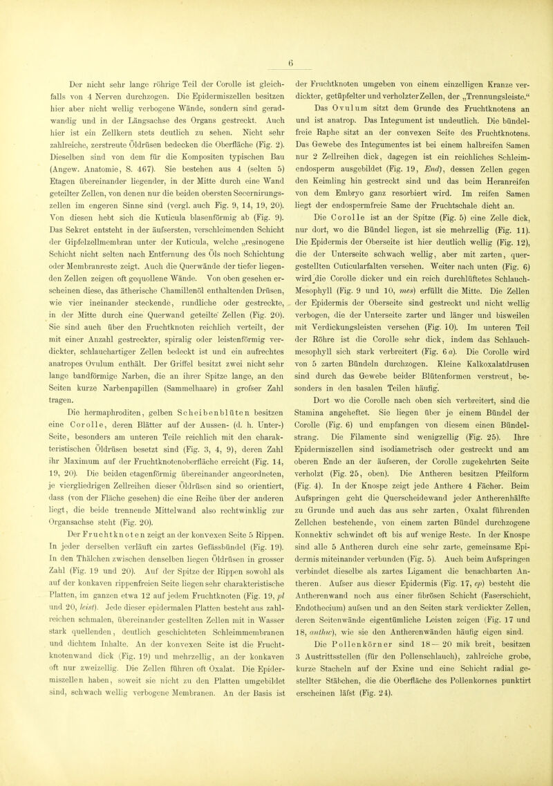 Der nicht sehr lange röhrige Teil der Corolle ist gleich- falls von 4 Nerven durchzogen. Die Bpidermiszellen besitzen hier aber nicht wellig verbogene Wände, sondern sind gerad- ■wandig und in der Längsachse des Organs gestreckt. Auch hier ist ein Zellkern stets deutlich zu sehen. Nicht sehr zahlreiche, zerstreute Öldrüsen bedecken die Oberfläche (Fig. 2). Dieselben sind von dem für die Kompositen typischen Bau (Angew. Anatomie, S. 467). Sie bestehen aus 4 (selten 5) Etagen übereinander liegender, in der Mitte durch eine Wand geteilter Zellen, von denen nur die beiden obersten Secernirungs- zellen im engeren Sinne sind (vergl. auch Fig. 9, 14, 19, 20). Von diesen hebt sich die Kuticula blasenförmig ab (Fig. 9). Das Sekret entsteht in der äufsersten, verschleimenden Schicht der Gipfelzellmembran unter der Kuticula, welche „resinogene Schicht nicht selten nach Entfernung des Öls noch Schichtung oder Membranreste zeigt. Auch die Querwände der tiefer liegen- den Zellen zeigen oft gequollene Wände. Von oben gesehen er- scheinen diese, das ätherische Chamillenöl enthaltenden Drüsen, wie vier ineinander steckende, rundliche oder gestreckte, in der Mitte durch eine Querwand geteilte Zellen (Fig. 20). Sie sind auch über den Fruchtknoten reichlich verteilt, der mit einer Anzahl gestreckter, spiralig oder leistenförmig ver- dickter, schlauchartiger Zellen bedeckt ist und ein aufrechtes anatropes Ovulum enthält. Der Griffel besitzt zwei nicht sehr lange bandförmige Narben, die an ihrer Spitze lange, an den Seiten kurze Narbenpapillen (Sammelhaare) in grofser Zahl tragen. Die hermaphroditen, gelben Scheibenblüten besitzen eine Corolle, deren Blätter auf der Aussen- (d. h. Unter-) Seite, besonders am unteren Teile reichlich mit den charak- teristischen Öldrüsen besetzt sind (Fig. 3, 4, 9), deren Zahl ihr Maximum auf der Fruchtknotenoberfläche erreicht (Fig. 14, 19, 20). Die beiden etagenförmig übereinander angeordneten, je viergüedrigen Zellreihen dieser Öldrüsen sind so orientiert, dass (von der Fläche gesehen) die eine Reihe über der anderen liegt, die beide trennende Mittelwand also rechtwinklig zur Organsachse steht (Fig. 20). Der Fruchtknoten zeigt an der konvexen Seite 5 Rippen. In jeder derselben verläuft ein zartes Gefässbündel (Fig. 19). In den Thälchen zwischen denselben liegen Öldrüsen in grosser Zahl (Fig. 19 und 20). Auf der Spitze der Rippen sowohl als auf der konkaven rippenfreien Seite liegen sehr charakteristische Platten, im ganzen etwa 12 auf jedem Fruchtknoten (Fig. 19, j)l und 20, kist). Jede dieser epidermalen Platten besteht aus zahl- reichen schmalen, übereinander gestellten Zellen mit in Wasser stark quellenden, deutlich geschichteten Schleimmembranen und dichtem Inhalte. An der konvexen Seite ist die Frucht- knotenwand dick (Fig. 19) und mehrzellig, an der konkaven oft nur zweizeilig. Die Zellen führen oft Oxalat. Die Bpider- miszellen haben, soweit sie nicht zu den Platten umgebildet sind, schwach wellig verbogene Membranen. An der Basis ist der Fruchtknoten umgeben von einem einzelligen Kranze ver- dickter, getüpfelter und verholzter ZeUen, der „Trennungsleiste. Das Ovulum sitzt dem Grunde des Fruchtknotens an und ist anatrop. Das Integument ist undeutlich. Die bündel- freie Raphe sitzt an der convexen Seite des Fruchtknotens. Das Gewebe des Integumentes ist bei einem halbreifen Samen nur 2 Zellreihen dick, dagegen ist ein reichliches Schieim- endosperm ausgebildet (Fig. 19, End), dessen Zellen gegen den Keimling hin gestreckt sind und das beim Heranreifen von dem Embryo ganz resorbiert wird. Im reifen Samen liegt der endospermfreie Same der Fruchtschale dicht an. Die Gor olle ist an der Spitze (Fig. 5) eine Zelle dick, nur dort, wo die Bündel liegen, ist sie mehrzellig (Fig. 11). Die Epidermis der Oberseite ist hier deutlich weUig (Fig. 12), die der Unterseite schwach wellig, aber mit zarten, quer- gestellten Cuticularfalten versehen. AVeiter nach unten (Fig. 6) wird^die Corolle dicker und ein reich durchlüftetes Schlauch- Mesophyll (Fig. 9 und 10, mes) erfüllt die Mitte. Die Zellen der Epidermis der Oberseite sind gestreckt und nicht weUig verbogen, die der Unterseite zarter und länger und bisweilen mit Verdickungsleisten versehen (Fig. 10). Im unteren Teil der Röhre ist die Corolle sehr dick, indem das Schlauch- mesophyll sich stark verbreitert (Fig. 6 a). Die Corolle wird von 5 zarten Bündeln durchzogen. Kleine Kalkoxalatdrusen sind durch das Gewebe beider Blütenformen verstreut, be- sonders in den basalen Teilen häufig. Dort wo die CoroUe nach oben sich verbreitert, sind die Stamina angeheftet. Sie liegen über je einem Bündel der Corolle (Fig. 6) und empfangen von diesem einen Bündel- strang. Die Filamente sind wenigzellig (Fig. 25). Ihre Bpidermiszellen sind isodiameti'isch oder gestreckt und am oberen Ende an der äufseren, der Corolle zugekehi-ten Seite verholzt (Fig. 25, oben). Die Antheren besitzen Pfeilform (Fig. 4). In der Knospe zeigt jede Anthere 4 Fächer. Beim Aufspringen geht die Querscheidewand jeder Antherenhälfte zu Grunde und auch das aus sehr zarten, Oxalat führenden Zellchen bestehende, von einem zarten Bündel durchzogene Konnektiv schwindet oft bis auf wenige Reste. In der Knospe sind alle 5 Antheren durch eine sehr zarte, gemeinsame Epi- dermis miteinander verbunden (Fig. 5). Auch beim Aufspringen verbindet dieselbe als zartes Ligament die benachbarten An- theren. Aufser aus dieser Epidermis (Fig. 17, eji) besteht die Antherenwand noch aus einer fibrösen Schicht (Faserschicht, Endothecium) aufsen und an den Seiten stark verdickter Zellen, deren Seitenwände eigentümliche Leisten zeigen (Fig. 17 und 18, anthiv), yvie sie den Antherenwänden häufig eigen sind. Die Pollen körn er sind 18—20 mik breit, besitzen 3 Austrittsstellen (für den Pollenschlauch), zahlreiche grobe, kurze Stacheln auf der Exine und eine Schicht radial ge- stellter Stäbchen, die die Oberfläche des Pollenkornes punktirt erscheinen läfst (Fig. 24).