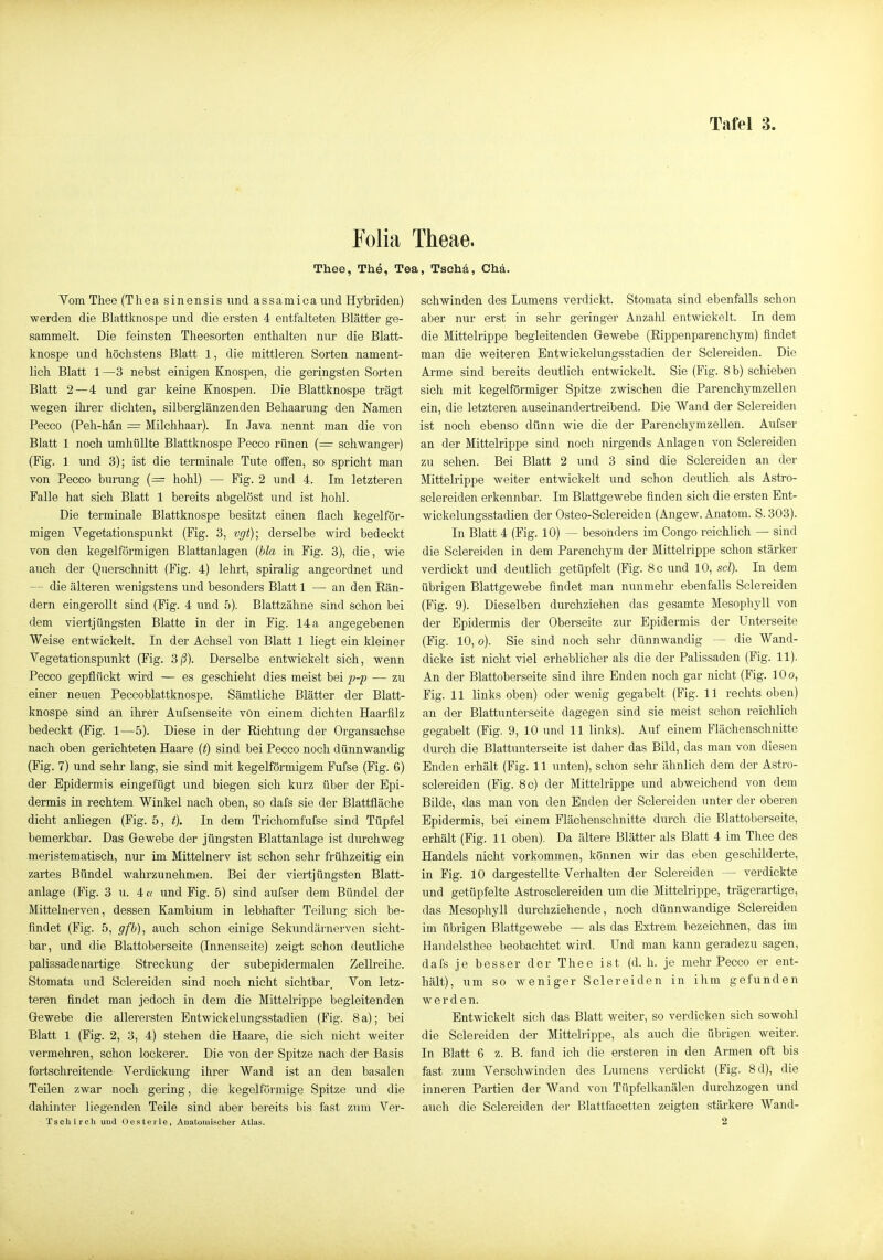 Folia Theae. Thee, The, Tea, Tschä, Chä. Vom Thee (Thea sinensis und assamica und Hybriden) werden die Blattknospe und die ersten 4 entfalteten Blätter ge- sammelt. Die feinsten Theesorten enthalteTi nur die Blatt- knospe und höchstens Blatt 1, die mittleren Sorten nament- lich Blatt 1—3 nebst einigen Knospen, die geringsten Sorten Blatt 2—4 und gar keine Knospen. Die Blattknospe trägt wegen ihrer dichten, silberglänzenden Behaarung den Namen Pecco (Peh-hän = Milchhaar). In Java nennt man die von Blatt 1 noch umhüllte Blattknospe Pecco rünen {= schwanger) (Fig. 1 und 3); ist die terminale Tute oifen, so spricht man von Pecco burung (= hohl) — Fig. 2 und 4. Im letzteren Falle hat sich Blatt 1 bereits abgelöst und ist hohl. Die terminale Blattknospe besitzt einen flach kegelför- migen Yegetationspunkt (Fig. 3, vgt); derselbe wird bedeckt von den kegelförmigen Blattanlagen {bla in Fig. 3), die, wie auch der Querschnitt (Fig. 4) lehrt, spiralig angeordnet und — die älteren wenigstens und besonders Blatt 1 — an den Eän- dern eingerollt sind (Fig. 4 und 5). Blattzähne sind schon bei dem viertjüngsten Blatte in der in Fig. 14 a angegebenen Weise entwickelt. In der Achsel von Blatt 1 liegt ein kleiner Yegetationspunkt (Fig. 3ß). Derselbe entwickelt sich, wenn Pecco gepflückt wird — es geschieht dies meist bei p-p — zu einer neuen Peccoblattknospe. Sämtliche Blätter der Blatt- knospe sind an ihrer Aufsenseite von einem dichten Haarfilz bedeckt (Fig. 1—5). Diese in der Eichtung der Organsachse nach oben gerichteten Haare (t) sind bei Pecco noch dünnwandig (Fig. 7) und sehr lang, sie sind mit kegelförmigem Fufse (Fig. 6) der Epidermis eingefügt und biegen sich kurz über der Epi- dermis in rechtem Winkel nach oben, so dafs sie der Blattfläche dicht anliegen (Fig. 5, t). In dem Trichomfufse sind Tüpfel bemerkbar. Das Gewebe der jüngsten Blattanlage ist dm-chweg meristematisch, nur im Mittelnerv ist schon sehr frühzeitig ein zartes Bündel wahrzunehmen. Bei der viertjüngsten Blatt- anlage (Fig. 3 u. 4(v und Fig. 5) sind aufser dem Bündel der Mittelnerven, dessen Kambium in lebhafter Teilung sich be- findet (Fig. 5, gfb), auch schon einige Sekimdärnerven sicht- bar, und die Blattoberseite (Innenseite) zeigt schon deutliche palissadenartige Streckung der subepidermalen Zelh-eihe. Stomata und Sclereiden sind noch nicht sichtbar. Von letz- teren findet man jedoch in dem die Mittelrippe begleitenden Gewebe die allerersten Entwickelungsstadien (Fig. 8 a); bei Blatt 1 (Fig. 2, 3, 4) stehen die Haare, die sich nicht weiter vermehren, schon lockerer. Die von der Spitze nach der Basis fortschreitende Verdickung ihrer Wand ist an den basalen Teilen zwar noch gering, die kegelförmige Spitze und die dahinter liegenden Teile sind aber bereits bis fast zum Ver- Tscliirch uud Oes teile, Anatomischer Atlas. schwinden des Lumens verdickt. Stomata sind ebenfalls schon aber nur erst in sehr geringer Anzahl entwickelt. In dem die Mittelrippe begleitenden Gewebe (Eippenparenchym) findet man die weiteren Entwickelungsstadien der Sclereiden. Die Arme sind bereits deutlich entwickelt. Sie (Fig. 8 b) schieben sich mit kegelförmiger Spitze zwischen die ParenchymzeUen ein, die letzteren auseinandertreibend. Die Wand der Sclereiden ist noch ebenso dünn wie die der ParenchymzeUen. Aufser an der Mittelrippe sind noch nirgends Anlagen von Sclereiden zu sehen. Bei Blatt 2 und 3 sind die Sclereiden an der Mittelrippe weiter entwickelt und schon deutlich als Astro- sclereiden erkennbar. Im Blattgewebe finden sich die ersten Ent- wickelungsstadien der Osteo-Sclereiden (Angew. Anatom. S. 303). In Blatt 4 (Fig. 10) — besonders im Congo reichlich — sind die Sclereiden in dem Parenchym der Mittelrippe schon stärker verdickt und detitlich getüpfelt (Fig. 8 c und 10, sei). In dem übrigen Blattgewebe findet man nunmehr ebenfalls Sclereiden (Fig. 9). Dieselben durchziehen das gesamte Mesophyll von der Epidermis der Oberseite zur Epidermis der Unterseite (Fig. 10, o). Sie sind noch sehr dünnwandig — die Wand- dicke ist nicht viel erheblicher als die der Palissaden (Fig. 11). An der Blattoberseite sind ihre Enden noch gar nicht (Fig. lOo, Fig. 11 links oben) oder wenig gegabelt (Fig. 11 rechts oben) an der Blattunterseite dagegen sind sie meist schon reichlich gegabelt (Fig. 9, 10 und 11 links). Auf einem Flächenschnitte durch die Blattunterseite ist daher das Bild, das man von diesen Enden erhält (Fig. 11 unten), schon sehr ähnlich dem der Astro- sclereiden (Fig. 8 c) der Mittelrippe und abweichend von dem Bilde, das man von den Enden der Sclereiden unter der oberen Epidermis, bei einem Flächenschnitte durch die Blattoberseite, erhält (Fig. 11 oben). Da ältere Blätter als Blatt 4 im Thee des Handels nicht vorkommen, können wir das eben geschilderte, in Fig. 10 dargestellte Verhalten der Sclereiden — verdickte und getüpfelte Astrosclereiden um die Mittelrippe, trägerartige, das Mesophyll durchziehende, noch dünnwandige Seiereiden im übrigen Blattgewebe — als das Extrem bezeichnen, das im Handelsthee beobachtet wird. Und man kann geradezu sagen, dafs je besser der Thee ist (d.h. je mehr Pecco er ent- hält), um so weniger Sclereiden in ihm gefunden werden. Entwickelt sich das Blatt weiter, so verdicken sich sowohl die Sclereiden der Mittelrippe, als auch die übrigen weiter. In Blatt 6 z. B. fand ich die ersteren in den Armen oft bis fast zum Verschwinden des Lumens verdickt (Fig. 8d), die inneren Partien der Wand von Tüpfelkanälen durchzogen und auch die Sclereiden der Blattfacetten zeigten stärkere Wand- 2