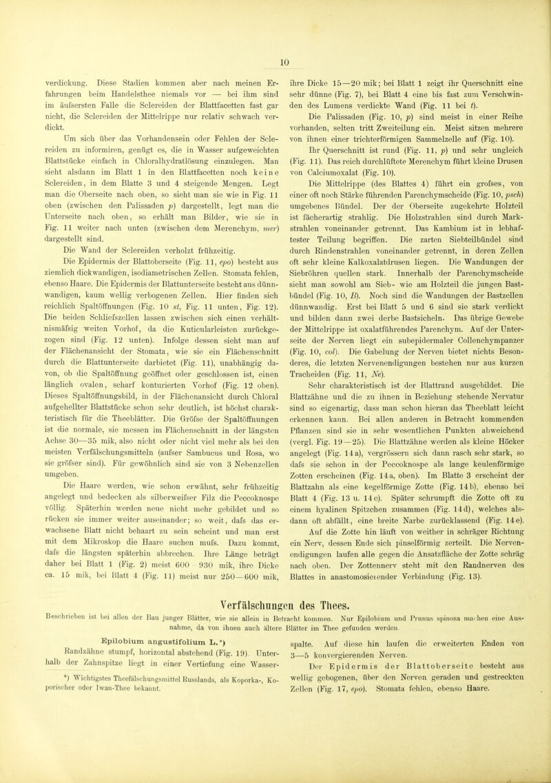 Verdickung. Diese Stadien kommen aber nach meinen Er- fahrungen beim Handelsthee niemals vor — bei ihm sind im äufsersten Falle die Sclereiden der Blattfacetten fast gar nicht, die Sclereiden der Mittelrippe nur relativ schwach ver- dickt. üm sich über das Vorhandensein oder Felilen der Scle- reiden zu informiren, genügt es, die in Wasser aufgeweichten Blattstücke einfach in Clüoralhydratlösung einzulegen. Man sieht alsdann im Blatt 1 in den Blattfacetten noch keine Sclereiden, in dem Blatte 3 und 4 steigende Mengen. Legt man die Oberseite nach oben, so sieht man sie wie in Fig. 11 oben (zwischen den Palissaden ^j) dargestellt, legt man die Unterseite nach oben, so erhält man Bilder, wie sie in Fig. 11 weiter nach unten (zwischen dem Merenchyni, vier) dargestellt sind. Die Wand der Sclereiden verholzt frühzeitig. Die Epidermis der Blattoberseite (Fig. 11, ej)o) besteht aus ziemlich dickwandigen, isodiametrischen Zellen. Stomata fehlen, ebenso Haare. Die Epidermis der Blattunterseite besteht aus dünn- wandigen, kaum wellig verbogenen Zellen. Hier finden sich reichlich Spaltöffnungen (Fig. 10 st, Fig. 11 unten, Fig. 12). Die beiden Sclüiefszellen lassen zwischen sich einen verhält- nismäfsig weiten Vorhof, da die Kuticularleisten zurückge- zogen sind (Fig. 12 unten). Infolge dessen sieht man auf der Flächenansiclit der Stomata, wie sie ein Flächenschnitt durch die Blattunterseite darbietet (Fig. 11), unabhängig da- von, ob die Spaltöffnung geöffnet oder geschlossen ist, einen länglich ovalen, scharf konturierten Vorhof (Fig. 12 oben). Dieses Spaltöffnungsbild, in der Flächenansicht durch Chloral aufgehellter Blattstücke schon sehr deutlich, ist höchst charak- teristisch für die Theeblätter. Die Gröfse der Spaltöffnungen ist die normale, sie messen im Flächenschnitt in der längsten Achse 30—35 mik, also nicht oder nicht viel mehr als bei den meisten Verfälschungsmitteln (aufser Sambucus und Rosa, wo sie gröfser sind). Für gewöhnlich sind sie von 3 Nebenzellen umgeben. Die Haare werden, wie schon erwähnt, sehr frühzeitig angelegt und bedecken als silberweifser Filz die Peccoknospe völlig. Späterhin werden neue nicht mehr gebildet und so rücken sie immer weiter auseinander; so weit, dafs das er- wachsene Blatt nicht behaart zu sein scheint und man erst mit dem Mikroskop die Haare suchen mufs. Dazu kommt, dafs die längsten späterhin abbrechen. Ihre Länge beträgt daher bei Blatt 1 (Fig. 2) meist 600 930 mik, ihre Dicke ca. 15 mik, bei Blatt 4 (Fig. 11) meist nur 250—600 mik. ihre Dicke 15—20 mik; bei Blatt 1 zeigt ihr Querschnitt eine sehr dünne (Fig. 7), bei Blatt 4 eine bis fast zum Verschwin- den des Lumens verdickte Wand (Fig. 11 bei t). Die Palissaden (Fig. 10, p) sind meist in einer Reihe vorhanden, selten tritt Zweiteilung ein. Meist sitzen mehrere von ihnen einer trichterförmigen Sammelzelle auf (Fig. 10). Ihr Querschnitt ist rund (Fig. 11, p) und sehr ungleich (Fig. 11). Das reich durchlüftete Merenchym führt kleine Drusen von Calciumoxalat (Fig. 10). Die Mittelrippe (des Blattes 4) führt ein grofses, von einer oft noch Stärke führenden Parenchymscheide (Fig. 10, psch) umgebenes Bündel. Der der Oberseite zugekehrte Holzteil ist fächerartig strahlig. Die Holzstrahlen sind durch Mark- strahlen voneinander getrennt. Das Kambium ist in lebhaf- tester Teilung begriffen. Die zarten Siebteilbündel sind durch Rindenstrahlen voneinander getrennt, in deren Zellen oft sehr kleine Kalkoxalatdrusen liegen. Die Wandungen der Siebröhren quellen stark. Innerhalb der Parenchymscheide sieht man sowohl am Sieb- wie am Holzteil die jungen Bast- bündel (Fig. 10, B). Noch sind die Wandungen der Bastzellen dünnwandig. Erst bei Blatt 5 und 6 sind sie stark verdickt und bilden dann zwei derbe Bastsicheln. Das übrige Gewebe der Mittelrippe ist oxalatführendes Parenchym. Auf der Unter- seite der Nerven liegt ein subepidermaler CoUenchympanzer (Fig. 10, col). Die Gabelung der Nerven bietet nichts Beson- deres, die letzten Nervenendigungen bestehen nur aus kurzen Tracheiden (Fig. 11, Ne). Sehr charakteristisch ist der Blattrand ausgebildet. Die Blattzähne und die zu ihnen in Beziehung stehende Nervatur sind so eigenartig, dass man schon hieran das Theeblatt leicht erkennen kann. Bei allen anderen in Betracht kommenden Pflanzen sind sie in sehr wesentlichen Punkten abweichend (vergl. Fig. 19—25). Die Blattzähne werden als kleine Höcker angeleg-t (Fig. 14 a), vergrössern sich daim rasch sehr stark, so dafs sie schon in der Peccoknospe als lange keulenförmige Zotten erscheinen (Fig. 14 a, oben). Im Blatte 3 erscheint der Blattzahn als eine kegelförmige Zotte (Fig. 14b), ebenso bei Blatt 4 (Fig. 13 u. 14 c). Später schrumpft die Zotte oft zu einem hyalinen Spitzchen zusammen (Fig. 14d), welches als- dann oft abfäUt, eine breite Narbe zurücklassend (Fig. 14 e). Auf die Zotte hin läuft von weither in schräger Richtung ein Nerv, dessen Ende sich pinselförmig zerteilt. Die Nerven- endigungen laufen alle gegen die Ansatzfläche der Zotte schräg nacli oben. Der Zottennerv steht mit den Randnerven des Blattes in anastomosieiender Verbindung (Fig. 13). Verfälschungen des Thees. Beschrieben ist bei allen der Bau junger Blätter, wie sie allein in Betracht kommen. Nur Epilobium und Pi unus spitiosa mai ben eine Aus nähme, da von ihnen auch ältere Blätter im Theo gefunden werden. Epilobium angustifolium L.*) Randzähne stumj^f, horizontal abstehend (Fig. 19). Unter- halb der Zahnspitze liegt in einer Vertiefung eine Wasser- *) Wichtigstes Theefälschungsmittel Eusslands, als Koporka-, Eo- porischer oder Iwan-Thee bekannt. spalte. Auf diese hin laufen die erweiterten Enden von 3—5 konvergierenden Nerven. Der Epidermis der Blattoberseite besteht aus wellig gebogenen, über den Nerven geraden und gestreckten Zellen (Fig. 17, epo). Stomata felilen, ebenso Haare.