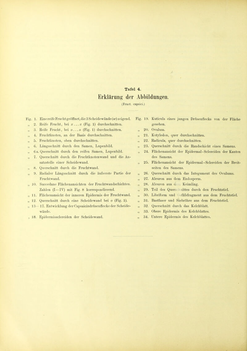 Erklärung der Abbildungen. (Fruct. capsici.) Fig. 1. Eine reife Fniclit geöffnet, die 3 Scheidewände (w) zeigend. „ 2. Eeife Frucht, bei x...x (Fig. 1) durchschnitten. „ 3. Reife Frucht, bei 0...0 (Fig. 1) durchschnitten. ,, 4. Fruchtknoten, an der Basis durchschnitten. „ 5. Fruchtknoten, oben durchschnitten. „ 6. Längsschnitt durch den Samen, Lupenbild. „ 6 a. Querschnitt durch den reifen Samen, Lupenbild. „ 7. Querschnitt durch die Fruchtknoten wand und die An- satzstelle einer Scheidewand. „ 8. Querschnitt durch die Fruchtwand. „ 9. Radialer Längsschnitt durch die äufserste Partie der Fruchtwand. „ 10. Succedane Flächenansichten der Fruchtwandschichten. Zahlen (I—IV) mit Fig. 8 korrespondierend. „ n. Flächenansicht der inneren Epidermis der Fruchtwand. „ 12. Querschnitt durch eine Scheidewand bei 0 (Fig. 1). „ 13—17. Entwicklung der Capsaicindrüsenflecke der Scheide- wände. ., 18. Epidermissclereiden der Scheidewand. Fig. 19. Kuticula eines jungen Drüsenflecks von der Fläche gesehen. „ 20. Ovulum. Kotyledon, quer durchschnitten. Radicula, quer durchschnitten. Querschnitt durch die Randschicht eines Samens. Flächenansicht der Epidermal - Seiereiden der Kanten des Samens. Flächenansicht der Epidermal - Sclereiden der Breit- seiten des Samens. 26. Querschnitt durch das Integument des Ovulums. 27. Aleuron aus dem Endosperm. 28. Aleuron aus d . Keimling. 29. Teil des Quers • littes durch den Fruchtstiel. 30. Libriform und dfäfsfragment aus dem Fruchtstiel. Bastfaser und Siebröhre aus dem Fruchtstiel. Querschnitt durch das Kelchblatt. Obere Epidermis des Kelchblattes. 21. 22. 23. 24. 25. 31. 32. 33. 34. Untere Epidermis des Kelchblattes.