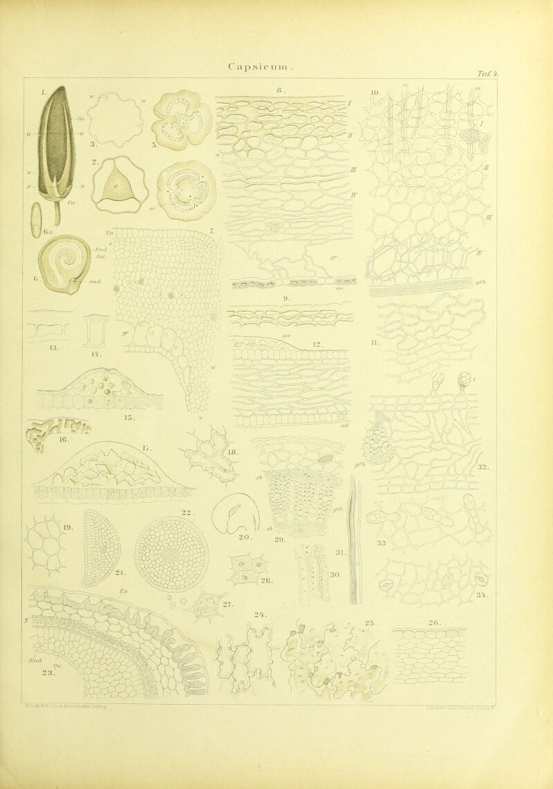 BniokTOn ü2carBrandflieiter,Leip2ij.