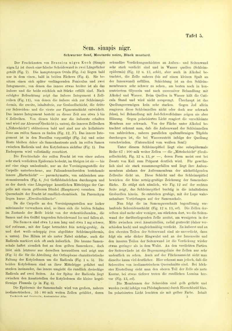 Sem. siaapis nigr. Schwarzer Senf, Moutarde noire, Black mustard. Der Fruchtknoten von Brassica nigra Koch (Sinapis nigra L) ist durch eine falsche Scheidewand in zwei Längsfächer geteilt (Fig. 7). Die kamptotropen Ovula (Fig. 3 a) liegen bald nur in dem einen, bald in beiden Fächern (Fig. 4). Sie be- sitzen einen sich später verlängernden Funiculus und zwei Integumente, von denen das innere etwas breiter ist als das äufsere und die beide reichlich mit Stärke erfüllt sind. Nach erfolgier Befruchtung zeigt das äufsere Integument 4 Zell- reihen (Fig. 11), von denen die äufsere sich zur Schleimepi- dermis, die zweite, inhaltsfreie, zur Grofszellschicht, die dritte zur Sclereiden- und die vierte zur Pigmentschicht entwickelt. Das innere Integument besteht zu dieser Zeit aus etwa 5 bis 6 Zelli'eihen. Von diesen bleibt nur die äufserste erhalten und wird zur Aleuron(Öl)schicht (s. unten), die inneren Zellreihen („Nährschicht) obliterieren bald und sind nur als kollabierte Zone am reifen Samen zu finden (Fig. 12, N). Das innere Inte- gument ist in den NuceUus vorgestülpt (Fig. 3 a) und seine Eeste bleiben daher als Samenhautreste auch im reifen Samen zwischen Eadicula und den Kotyledonen sichtbar (Fig. 1). Das Endosperm wird vollständig resorbiert. Die Fruchtschale der reifen Frucht ist von einer aufsen sehr stark verdickten Epidermis bedeckt, im übrigen ist sie — bis auf eine rings umlaufende, nur an der Vereinigungsstelle der Carpelle unterbrochene, aus PaUssadensclereiden bestehende innere „Hartschicht — parenchymatös, von zahlreichen ana- stomosierenden (Fig. 4, frs) Gefäfsbündelchen durchzogen und an der durch eine Längsrippe kenntlichen Mittelrippe der Car- pelle mit einem gröfseren Bündel (Hauptnerv) versehen. Der Querschnitt der Frucht ist rundlich-rhombisch. Im Parenchym liegen km-ze „Eiweifsschläuche. Da die Carpelle an den Vereinigungsstellen nur locker miteinander verwachsen sind, so lösen sich die beiden Schalen im Zustande der Eeife leicht von der stehenbleibenden, die Samen und den Griifel tragenden Scheidewand los und fallen ab. Die Samen sind etwa 1,5 mm lang und etwa 1 mg schwer, tief rotbraun, mit der Lupe betrachtet fein netzig-grubig, da und dort weifs - schuppig (von abgelöster Schleimepidermis, s. unten). Das Hilum ist als zarter Nabel sichtbar, auch die Eadicula markiert sich oft auch äufserlich. Die braune Samen- schale haftet ziemlich fest an dem gelben Samenkern, doch läfst sich letzterer aus derselben herauslösen und zeigt nun (Fig. 5) die für die Abteilung der Orthoplocae charakteristische Faltung der Kotyledonen um die Eadicula (Fig. 1 u. 5). Die beiden Kotyledonen sind an ihrer Mittelrippe gefaltet und stecken ineinander, das innere umgiebt die rundlieh dreieckige Eadicula auf zwei Seiten. An der Spitz.e der Eadicula liegt zwischen den AnsatzsteUen der Kotyledonen die kleine kegel- förmige Plumula (j3 in Fig. 6). Die Epidermis der Samenschale wird von grofsen, nahezu isodiametrischen, 55 : 80 mik weiten Zellen gebildet, deren Tschirch und Oesterle, Anatomischer Atlas. sekundäre Verdickungsschichten an Aufsen- und Seitenwand sehr stark verdickt sind und in Wasser quellen (Schleim- epidermis) (Fig. 12 u. 13, schle), aber auch in Alkohol be- trachtet, die Zelle nahezu (bis auf einen kleinen Spalt an der Innenwand) erfüllen. Schichtung ist an den Schleim- membranen sehr schwer zu sehen, am besten noch in kon- zentriertem G-lycerin und nach successiver Behandlung mit Alkohol und Wasser. Beim Quellen in Wasser hält die Cuti- cula Stand und wird nicht zersprengt. Überhaupt ist das Quellungsvermögen kein sehr starkes. Gegen Jod allein reagieren diese Schleimzellen nicht oder doch nur sckwach (blau), bei Behandlung mit Jod-Schwefelsäure zeigen sie aber Bläuung. Gegen polarisiertes Licht reagiert die verschleimte Membran nur schwach. Von der Fläche unter Alkohol be- trachtet erkennt man, dafs die Aufsenwand der SchleimzeUen von zahlreichen, nahezu parallelen spaltenförmigen Tüpfeln durchzogen ist, die bei Wasserzutritt infolge der Quellung verschwinden. (Unterschied vom weifsen Senf.) Unter diesem Schleimepithel liegt eine subepidermale Eeihe 67 : 100 mik weiter Zellen — die „Mittelschicht (Grofs- zellschicht), Fig. 12 u. 13, gr —, deren Form meist erst bei Zusatz von Kali zum Präparat deutlich wird. Für gewöhn- lich sind sie stark zusammengefallen und liegt ihre Aufsen- membran alsdann der Aufsenmembran der nächstfolgenden Zellreihe dicht an. Diese Schicht und das Schleimepithel bewirken die feine netzig-grubige Zeichnung der Samenober- fläche. Es stülpt sich nämlich, wie Fig. 12 auf der rechten Seite zeigt, das Schleimepithel buchtig in die inhaltsfreien GrofszeUen hinein. So entstehen grubige, mit der Lupe wahr- nehmbare Vertiefungen auf der Samenschale. Nun folgt die im Samenquerschnitt bogenförmig ver- laufende Sclereidenschicht (Fig. 12 u. 13, sd). Die Zellen der- selben sind mehr oder weniger, am stärksten dort, wo die Seiten- wand der darüberüegenden Zelle ansitzt, am wenigsten in der Mitte zwischen zwei Ansatzstellen, radial gestreckt (daher ver- schieden hoch) und ungleichmäfsig verdickt. Zu äufserst und an den obersten Teilen der Seitenwand sind sie unverdickt, dann folgt ein sehr dicker Eingwulst und an der Innenseite und den inneren Teilen der Seitenwand ist die Verdickung wieder etwas geringer als in dem Wulst. An den verdickten Partien der Seitenwände ist die Begrenzungslinie der Zellen nur -sehr undeutlich zu sehen. Auch auf der Flächenansicht sieht man dieselbe kaum viel deutlicher. Hier erkennt man jedoch, dafs die Sclereiden von isodiametrischem Querschnitte sind. Bei höch- ster Einstellung sieht man den oberen Teil der Zelle als zarte Kontur, bei etwas tieferer treten die rundlichen Lumina her- vor (Fig. 13, sei). Die Membranen der Sclereiden sind gelb gefärbt und werden (wohl infolge von Phlobaphenen) durch Eisenchlorid blau. Im polarisierten Licht leuchten sie mit gelber Farbe. Inhalt 3