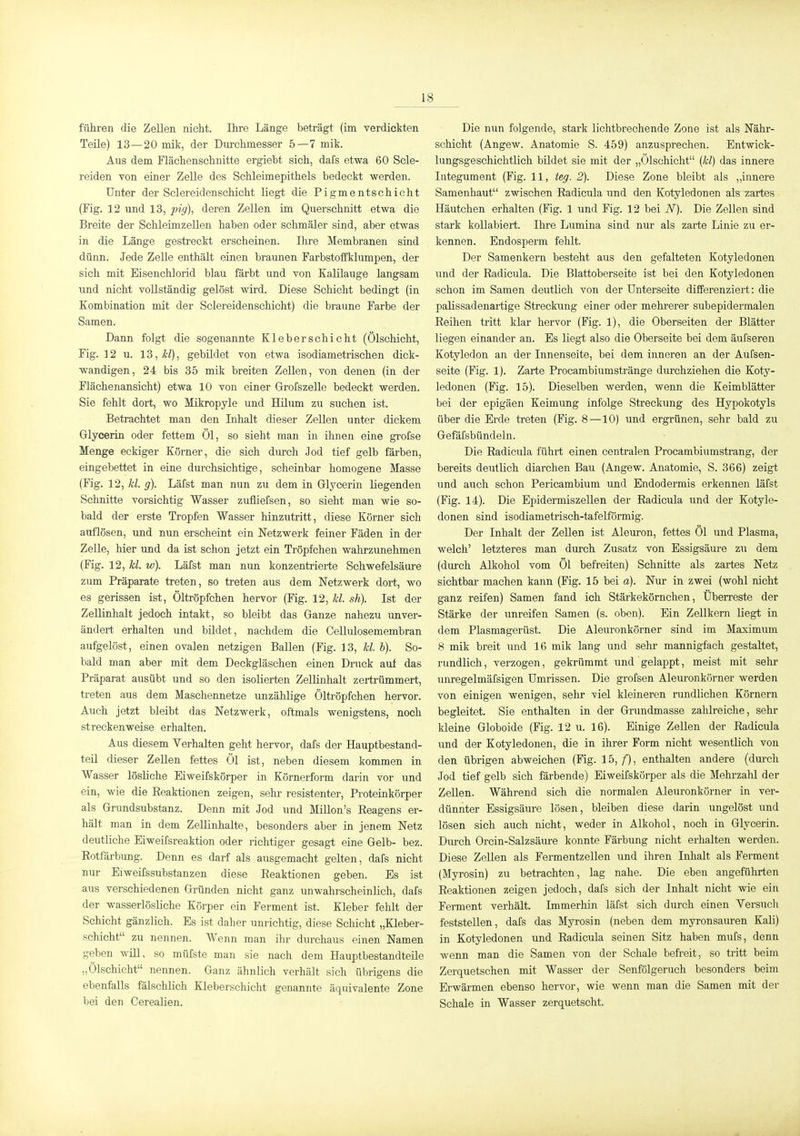 führen die Zellen nicht. Ihre Länge beträgt (im verdickten Teile) 13—20 mik, der Durchmesser 5—7 mik. Aus dem Flächenschnitte ergiebt sich, dafs etwa 60 Scle- reiden von einer Zelle des Schleimepithels bedeckt werden. Unter der Sclereidenschicht liegt die Pigmentschicht (Fig. 12 und 13, pig)^ deren Zellen im Querschnitt etwa die Breite der Schleimzellen haben oder schmäler sind, aber etwas in die Länge gestreckt erscheinen. Ihre Membranen sind dünn. Jede Zelle enthält einen braunen Farbstoifklumpen, der sich mit Eisenchlorid blau färbt und von Kalilauge langsam und nicht vollständig gelöst wird. Diese Schicht bedingt (in Kombination mit der Sclereidenschicht) die braune Farbe der Samen. Dann folgt die sogenannte Kleberschicht (Ölschicht, Fig. 12 u. 13, Ä/), gebildet von etwa isodiametrischen dick- wandigen, 24 bis 35 mik breiten ZeUen, von denen (in der Flächenansicht) etwa 10 von einer Grofszelle bedeckt werden. Sie fehlt dort, wo Mikropyle und Hüum zu suchen ist. Betrachtet man den Inhalt dieser Zellen unter dickem Glycerin oder fettem Öl, so sieht man in ihnen eine grofse Menge eckiger Körner, die sich durch Jod tief gelb färben, eingebettet in eine durchsichtige, scheinbar homogene Masse (Fig. 12, kl. g). Läfst man nun zu dem in Glycerin Liegenden Schnitte vorsichtig Wasser zufliefsen, so sieht man wie so- bald der erste Tropfen Wasser hinzutritt, diese Körner sich auflösen, und nun erscheint ein Netzwerk feiner Fäden in der Zelle, hier und da ist schon jetzt ein Tröpfchen wahrzunehmen (Fig. 12, kl. w). Läfst man nun konzentrierte Schwefelsäure zum Präparate treten, so treten aus dem Netzwerk dort, wo es gerissen ist, Öltröpfchen hervor (Fig. 12, kl. sh). Ist der Zellinhalt jedoch intakt, so bleibt das Ganze nahezu unver- ändert erhalten und bildet, nachdem die Gellulosemembran aufgelöst, einen ovalen netzigen Ballen (Fig. 13, kl. b). So- bald man aber mit dem Deckgläschen einen Druck auf das Präparat ausübt und so den isolierten Zellinhalt zertrümmert, treten aus dem Maschennetze unzählige Öltröpfchen hervor. Auch jetzt bleibt das Netzwerk, oftmals wenigstens, noch streckenweise erhalten. Aus diesem Verhalten geht hervor, dafs der Hauptbestand- teil dieser Zellen fettes Öl ist, neben diesem kommen in Wasser lösliche Eiweifskörper in Körnerform darin vor und ein, wie die Eeaktionen zeigen, sehr resistenter, Proteinkörper als Grundsubstanz. Denn mit Jod und MiUon's Eeagens er- hält man in dem ZelHnhalte, besonders aber in jenem Netz deutliche Eiweifsreaktion oder richtiger gesagt eine Gelb- bez. Eotfärbung. Denn es darf als ausgemacht gelten, dafs nicht nur Eiweifssubstanzen diese Reaktionen geben. Es ist aus verschiedenen Gründen nicht ganz unwahrscheinlich, dafs der wasserlösliche Körper ein Ferment ist. Kleber fehlt der Schicht gänzlich. Es ist daher unrichtig, diese Schicht „Kleber- schicht zu nennen. Wenn man ihr durchaus einen Namen geben wiU, so müfste man sie nach dem Hauptbestandteile „Ölschicht nennen. Ganz ähnlich verhält sich übrigens die ebenfalls fälschlich Kleberschicht genannte äquivalente Zone bei den Cerealien. Die nun folgende, stark lichtbrechende Zone ist als Nähr- schicht (Angew. Anatomie S. 459) anzusprechen. Bntwick- lungsgeschichtlich bildet sie mit der „Ölschicht (kl) das innere Integument (Fig. 11, leg. 2). Diese Zone bleibt als „innere Samenhaut zwischen Radicula und den Kotyledonen als zartes Häutchen erhalten (Fig. 1 und Fig. 12 bei N). Die Zellen sind stark kollabiert. Ihre Lumina sind nur als zarte Linie zu er- kennen. Endosperm fehlt. Der Samenkern besteht aus den gefalteten Kotyledonen und der Radicula. Die Blattoberseite ist bei den Kotyledonen schon im Samen deutlich von der Unterseite differenziert: die palissadenartige Streckung einer oder mehrerer subepidermalen Reihen tritt klar hervor (Fig. 1), die Oberseiten der Blätter liegen einander an. Es liegt also die Oberseite bei dem äufseren Kotyledon an der Innenseite, bei dem inneren an der Aufsen- seite (Fig. 1). Zarte Procambiumstränge durchziehen die Koty- ledonen (Fig. 15). Dieselben werden, wenn die Keimblätter bei der epigäen Keimung infolge Streckung des Hypokotyls über die Erde treten (Fig. 8—10) und ergrünen, sehr bald zu Gefäfsbündeln. Die Radicula führt einen centralen Procambiumstrang, der bereits deutlich diarchen Bau (Angew. Anatomie, S. 366) zeigt und auch schon Pericambium und Endodermis erkennen läfst (Fig. 14). Die Epidermiszellen der Radicula und der Kotyle- donen sind isodiametrisch-tafelförmig. Der Inhalt der ZeUen ist Aleuron, fettes Öl und Plasma, welch' letzteres man durch Zusatz von Essigsäure zu dem (durch Alkohol vom Öl befreiten) Schnitte als zartes Netz sichtbar machen kann (Fig. 15 bei a). Nur in zwei (wohl nicht ganz reifen) Samen fand ich Stärkekörnchen, Überreste der Stärke der unreifen Samen (s. oben). Ein Zellkern liegt in dem Plasmagerüst. Die Aleuronkörner sind im Maximum 8 mik breit und 16 mik lang und sehr mannigfach gestaltet, rundlich, verzogen, gekrümmt und gelappt, meist mit sehr unregelmäfsigen Umrissen. Die grofsen Aleuronkörner werden von einigen wenigen, sehr viel kleineren rundlichen Körnern begleitet. Sie enthalten in der Grundmasse zahlreiche, sehr Ideine Globoide (Fig. 12 u. 16). Einige Zellen der Radicula und der Kotyledonen, die in ihrer Form nicht wesentlich von den übrigen abweichen (Fig. 15,/), enthalten andere (durch Jod tief gelb sich färbende) Eiweifskörper als die Mehrzahl der Zellen. Während sich die normalen Aleuronkörner in ver- dünnter Essigsäure lösen, bleiben diese darin ungelöst und lösen sich auch nicht, weder in Alkohol, noch in Glycerin. Durch Orcin-Salzsäure konnte Färbung nicht erhalten werden. Diese ZeUen als Fermentzellen und ihren Inhalt als Ferment (Myrosin) zu betrachten, lag nahe. Die eben angeführten Reaktionen zeigen jedoch, dafs sich der Inhalt nicht wie ein Ferment verhält. Immerhin läfst sich durch einen Versuch feststellen, dafs das Myrosin (neben dem myronsauren Kali) in Kotyledonen und Radicula seinen Sitz haben mufs, denn wenn man die Samen von der Schale befreit, so tritt beim Zerquetschen mit Wasser der Senfölgeruch besonders beim Erwärmen ebenso hervor, wie wenn man die Samen mit der Schale in Wasser zerquetscht.