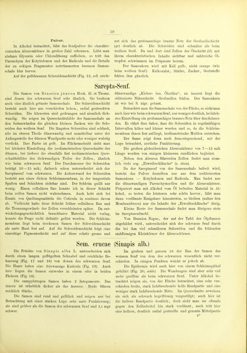 Pulver. In Alkohol betrachtet, läfst das Senfpulver die charakte- ristischen Aleuronkörner in grofser Zahl erkennen. Läfst man alsdann Glycerin oder Ohlorallösung zuüiefsen, so tritt das Parenchym der Kotyledonen und der Eadicula und die Details der zu eckigen Fragmenten zertrümmerten braunen Samen- schale klar hervor. Auf der gelbbraunen Sclereidenschicht (Fig. 13, sei) zeich- net sicli das grorsmaschige braune Netz der Grrofszellschicht (gr) deutlich ab. Die Sclereiden sind schmäler als beim weifsen Senf. Da und dort sind Zellen der Ölschicht (kl) mit ihrem charakteristischen Inlialte sichtbar und zahlreiche 01- tropfen schwimmen im Präparate herum. Der Samenkern wird mit Kali gelb, nicht orange (wie beim weifsen Senf). Kalkoxalat, Stärke, Zucker, Gerbstoffe fehlen ihm gänzlich. Sarepti Die Samen von Brassica juncea Hook. fil. et Thoms. sind denen des schwarzen Senf sehr ähnlich. Sie besitzen auch eine ähnlich gebaute Samenschale. Die Sclereidenschicht besteht auch hier aus verschieden hohen, radial gestreckten Sclereiden. Die kürzesten sind gedrungen und ziemlich dick- wandig. Sie zeigen im Querschnittsbilde der Samenschale an den Seitenwänden die gleichen kleinen Zacken wie die Scle- reiden des weifsen Senf. Die längsten Sclereiden sind schlank, alle im oberen Theile dünnwandig und unmittelbar unter der Anfangsstelle der dünnen Wandpartie mehr oder weniger wulstig verdickt. Ihre Farbe ist gelb. Im Flächenschnitt sieht man bei höchster Einstellung die isodiametrischen Querschnitte des dünnen, bei tieferer die ebenfalls fast isodiametrischen Quer- seh nittsbilder des dickwandigen Teiles der Zellen, ähnlich wie beim schwarzen Senf. Der Durchmesser der Sclereiden beträgt 10 —15 mik; dadurch schon unterscheidet sich der Sareptasenf vom schwarzen. Die Aufsenwand der Sclereiden besteht aus einer dicken Schleimmembran, in der tangentiale Spalten und Schichten sichtbar sind. Der Schleim quillt nur wenig. Einen ceUulären Bau konnte ich in dieser Schicht beim reifen Samen nicht wahrnehmen. Auch hebt sich bei Zusatz von Quellungsmitteln die Outicula in continuo davon ab. Vielleicht hatte diese Schicht früher ceUulären Bau und die Trennungswände der Zellen verschleimten später. Da ent- wickelungsgeschichtlich brauchbares Material nicht vorlag, konnte die Frage nicht definitiv gelöst werden. Die Schleim- membran liegt beim trockenen Samen der Sclereidenschicht als zarte Haut fest auf. Auf die Sclereidenschicht folgt eine einreihige Pigmentschicht und auf diese relativ grosse und ii-Seiif. dünnwandige „Kleber- bez. Ölzellen, zu innerst liegt die obliterierte Nährschicht. GrofszeUen felüen. Der Samenkern ist wie bei S. nigr. gebaut. Betrachtet man die Samenschale von der Fläche, so sieht man auch hier wie beim schwarzen Senf, nur weniger deutlich, bei höch- ster Einstellung ein grofsmaschiges braunes Netz über den Sclerei- den. Es rührt dies daher, dass die Sclereiden in regelmäfsigen Intervallen höher und kürzer werden und so, da die Schleim- membran ihnen fest aufliegt, isodiametrische Mulden entstehen. Der Same zeigt denn auch dementsprechend, mit der Lupe betrachtet, zierliche Punktierung. Die grofsen globoidreichen Aleuronkörner von 7—15 mik Länge werden von einigen kleineren rundlichen begleitet. Neben den Aleuron führenden Zellen findet man ziem- lich viele sog. „Eiweifsschläuche (s. oben). Da der Sareptasenf von der Samenschale befreit wird, besteht das Pulver desselben nur aus dem zerkleinerten Samenkern — Kotyledonen und Eadicula. Man findet nur die dünnwandigen Parenchymzellen und die Aleuronkörner. Präpariert man mit Alkohol vom Öl befreites Material in Al- kohol, so treten die letzteren sehr schön hervor, läfst man dann verdünnte Essigsäure hinzutreten, so bleiben (aufser den Membranfetzen) nur die Inhalte der „Eiweifsschläuche übrig. Kleine Eeste der Samenschale findet man übrigens stets im Sareptasenfmehl. Von Brassica Napus, der auf der Tafel der Ölpflanzen abgebildet wii-d, unterscheidet sich der schwarze Senf diu-ch die bei ihm viel schmäleren Sclereiden und die fehlenden stabförmigen Kleinkörner der Aleuronkörner. Sern, erucae Die Früchte von Sinapis alba L. unterscheiden sich durch einen langen geflügelten Schnabel und reichliche Be- haarung (Fig. 17 und 18) von denen des schwarzen Senf. Die Haare haben eine feinwarzige Kuticula (Fig. 19). Auch hier liegen die Samen entweder in einem oder in beiden Fächern (Fig. 18). Die campylotropen Samen haben 2 Integumente. Das innere ist erheblich dicker als das äussere. Beide führen reichlich Stärke. Die Samen sind rund und gelblich und zeigen nur bei Betrachtung mit einer starken Lupe sehr zarte Punktierung; sie sind gröfser als die Samen des schwarzen Senf und 1,5 mgr schwer. (Sinapis alb.) Im grofsen und ganzen ist der Bau der Samen des weissen Senf von dem des schwarzen wesentlich nicht ver- schieden. In einigen Punkten weicht er jedoch ab. Die Epidermis wird auch hier von einem Schleimepithel gebildet (Fig. 20, schle). Die Wandungen sind aber sehr viel mehr quellbar als beim schwarzen Senf. Unter Alkohol be- trachtet zeigen sie, von der Fläche betrachtet, eine sehr ver- schieden breite, stark lichtbrechende helle Eandpartie und eine weniger stark lichtbrechende Mitte. Im Querschnitte erweisen sie sich als schwach kegelförmig vorgestülpt; auch hier ist die heilere Eandpartie deutlich, doch sieht man sie oftmals gegen den Zellscheitel hin stark verdünnt, auch tritt hier eine heilere, deutlich radial gestreifte und gezonte Mittelpartie 3*