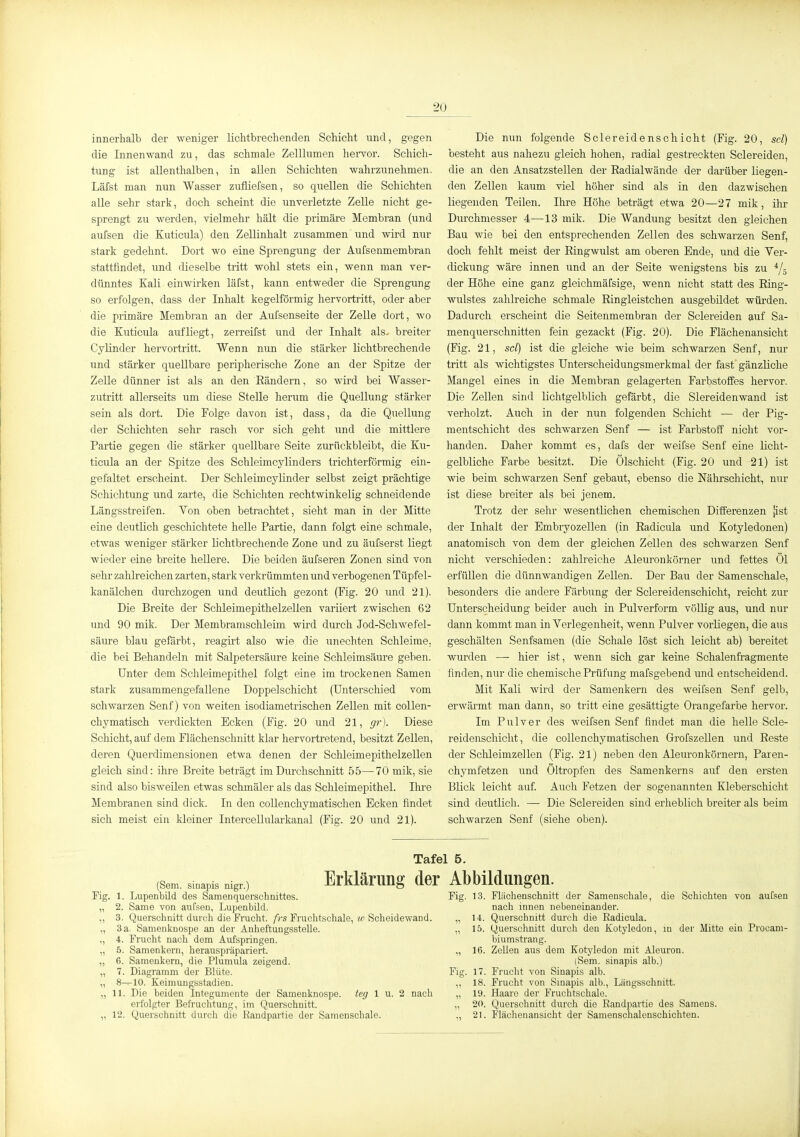 innerhalb der weniger lichtbrechenden Schicht und, gegen die Innenwand zu, das schmale Zelllumen heiwor. Schich- tung ist allenthalben, in allen Schichten wahrzunehmen. Läfst man nun Wasser zufliefsen, so quellen die Schichten alle sehr stark, doch scheint die unverletzte Zelle nicht ge- sprengt zu werden, vielmehr hält die primäre Membran (und aufsen die Kuticula) den Zellinhalt zusammen und wird nur stark gedehnt. Dort wo eine Sprengung der Aufsenmembran stattfindet, und dieselbe tritt wohl stets ein, wenn man ver- dünntes Kali einwirken läfst, kann entweder die Sprengung so erfolgen, dass der Inhalt kegelförmig hervortritt, oder aber die primäre Membran an der Äufsenseite der Zelle dort, wo die Kuticula aufliegt, zerreifst und der Inhalt als. breiter Cylinder hervortritt. Wenn nun die stärker lichtbrechende und stärker quellbare peripherische Zone an der Spitze der Zelle dünner ist als an den Rändern, so wird bei Wasser- zutritt allerseits um diese Stelle herum die Quellung stärker sein als dort. Die Folge davon ist, dass, da die Quellung der Schichten sehr rasch vor sich geht und die mittlere Partie gegen die stärker quellbare Seite zurückbleibt, die Ku- ticula an der Spitze des Schleimcylinders trichterförmig ein- gefaltet erscheint. Der Schleimcylinder selbst zeigt prächtige Schichtung und zarte, die Schicliten rechtwinkelig schneidende Längsstreifen. Von oben betrachtet, sieht man in der Mitte eine deutlich gescliichtete helle Partie, dann folgt eine schmale, etwas weniger stärker lichtbrechende Zone und zu äufserst liegt wieder eine breite heUere. Die beiden äufseren Zonen sind von sehr zahlreichen zarten, stark verkrümmten und verbogenen Tüpfel- kanälchen durchzogen und deutlich gezont (Fig. 20 und 21). Die Breite der Schleimepithelzellen variiert zwischen 62 und 90 mik. Der Membramschleim wird durch Jod-Schwefel- säure blau gefärbt, reagirt also wie die unechten Schleime, die bei Behandeln mit Salpetersäure keine Schleimsäure geben. Unter dem Schleimepithel folgt eine im trockenen Samen stark zusammengefallene Doppelschicht (Unterschied vom schwarzen Senf) von weiten isodiametrischen Zellen mit collen- chymatisch verdickten Ecken (Fig. 20 und 21, gr). Diese Schicht, auf dem Flächenschnitt klar hervortretend, besitzt Zellen, deren Querdimensionen etwa denen der Schleimepithelzellen gleich, sind: ihre Breite beträgt im Durchschnitt 55—70 mik, sie sind also bisweilen etwas schmäler als das Schleimepithel. Ihre Membranen sind dick. In den coUenchymatischen Ecken findet sich meist ein kleiner Intercellularkanal (Fig. 20 und 21). Die nun folgende Sclereidenschicht (Fig. 20, sd) besteht aus nahezu gleich hohen, radial gestreckten Sclereiden, die an den Ansatzstellen der Radialwände der darüber liegen- den Zellen kaum viel höher sind als in den dazwischen liegenden Teilen. Ihre Höhe beträgt etwa 20—27 mik, ihr Durchmesser 4—13 mik. Die Wandung besitzt den gleichen Bau wie bei den entsprechenden Zellen des schwarzen Senf, doch fehlt meist der Ringwulst am oberen Ende, und die Ver- dickung wäre innen und an der Seite wenigstens bis zu ^/^ der Höhe eine ganz gleichmäfsige, wenn nicht statt des Ring- wulstes zahlreiche schmale Ringleistchen ausgebildet würden. Dadurch erscheint die Seitenmembran der Sclereiden auf Sa- menquerschnitten fein gezackt (Fig. 20). Die Flächenansicht (Fig. 21, sd) ist die gleiche wie beim schwarzen Senf, nur tritt als wichtigstes Unterscheidungsmerkmal der fast'gänzliche Mangel eines in die Membran gelagerten Farbstoffes hervor. Die Zellen sind lichtgelblich gefärbt, die Slereidenwand ist verholzt. Auch in der nun folgenden Schicht — der Pig- mentschicht des schwarzen Senf — ist Farbstoff nicht vor- handen. Daher kommt es, dafs der weifse Senf eine licht- gelbliche Farbe besitzt. Die Ölschicht (Fig. 20 und 21) ist wie beim schwarzen Senf gebaut, ebenso die Nährschicht, nur ist diese breiter als bei jenem. Trotz der sehr wesentlichen chemischen Differenzen jist der Inhalt der Embryozellen (in Radicula und Kotyledonen) anatomisch von dem der gleichen Zellen des schwarzen Senf nicht verschieden: zahlreiche Aleuronkörner und fettes Öl erfüllen die dünnwandigen Zellen. Der Bau der Samenschale, besonders die andere Färbung der Sclereiden Schicht, reicht zur Unterscheidung beider auch in Pulverform völlig aus, und nur dann kommt man in Verlegenheit, wenn Pulver vorliegen, die aus geschälten Senfsamen (die Schale löst sich leicht ab) bereitet wurden — hier ist, wenn sich gar keine Schalenfragmente finden, nur die chemische Prüfung mafsgebend und entscheidend. Mit Kali wird der Samenkern des weifsen Senf gelb, erwärmt man dann, so tritt eine gesättigte Orangefarbe hervor. Im Piilver des Aveifsen Senf findet man die helle Scle- reidenschicht, die coUenchymatischen Grrofszellen und Reste der Sclileimzellen (Fig. 21) neben den Aleuronkörnern, Paren- chymfetzen und Öltropfen des Samenkerns auf den ersten Blick leicht auf. Auch Fetzen der sogenannten Kleberschicht sind deutlich. — Die Sclereiden sind erheblich breiter als beim schwarzen Senf (siehe oben). Tafel 5. (Sem sinapis nigr.) ErkläruDg dci Abbüdungeü Fig. 1. Lupenbild des Samenquerschnittes. „ 2. Same von aufsen, Lupenbild. ,, 3. Querschnitt durch die Frucht, frs Fruchtschale, w Scheidewand. „ 3 a. Samenknospe an der Anheftungsstelle. ,, 4. Frucht nach dem Aufspringen. „ 5. Samenkern, herauspräpariert. „ 6. Samenkern, die Plumula zeigend. „ 7. Diagramm der Blüte. „ 8—10. Keimungsstadien. „ 11. Die beiden Integumente der Samenknospe, teg 1 u. 2 nach erfolgter Befruchtung, im Querschnitt. „ 12. Querschnitt durch die Kandpartie der Samenschale. Fig. 13. „ 14. „ 15. „ 16. Fig. 17. „ 18. „ 19. „ 20. ,. 21. Flüchenschnitt der Samenschale, die Schichten von aufsen nach innen nebeneinander. Querschnitt durch die Eadicula. Querschnitt durch den Kotyledon, in der Mitte ein Procam- biumstrang. Zellen aus dem Kotyledon mit Aleuron. (Sem. sinapis alb.) Frucht von Sinapis alb. Frucht von Smapis alb., Längsschnitt. Haare der Fruchtschale. Querschnitt durch die Randpartie des Samens. Flächenansicht der Samenschalenschichten.