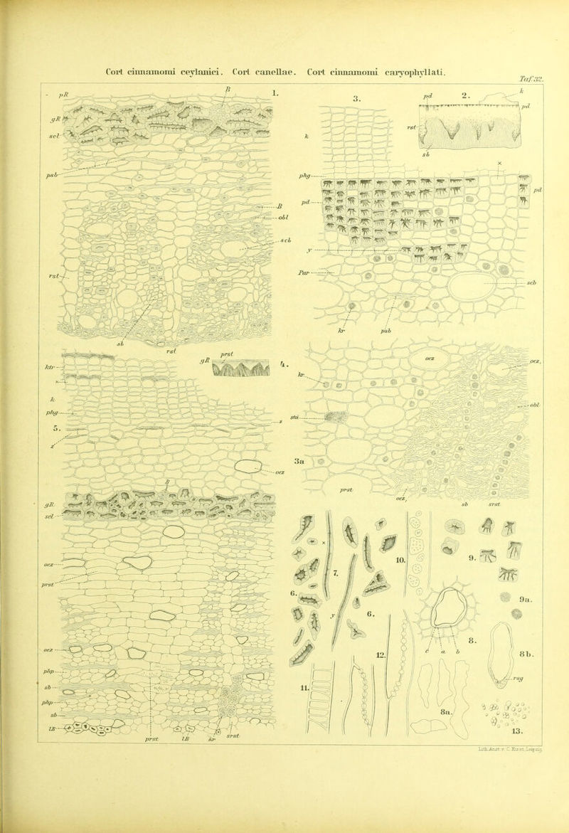 Cort ciimamoini ceylanici. Cort canellae, Cort ciimamoini carvoplvvliati.