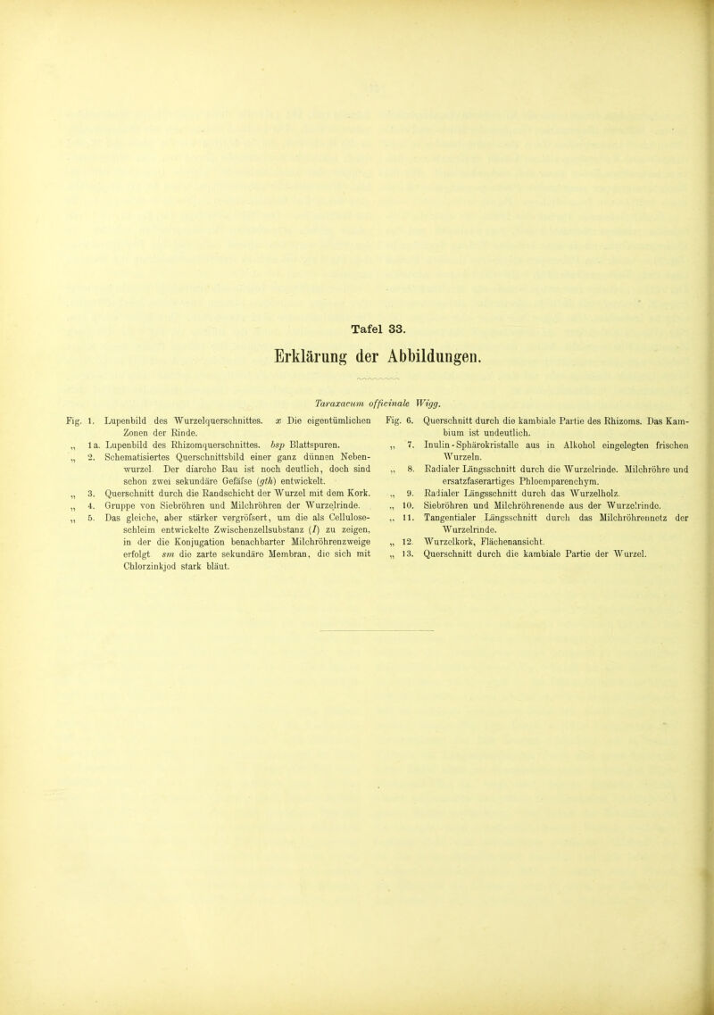Erklärung der Abbildungen. Taraxacum officinale X Die eigentümliclien Fig. 6. Fig. 1. Lupenbild des Wurzelquerschnittes. Zonen der Rinde. Lupenbild des Rhizomquerschnittes. bsp Blattspuren. „ 7. Schematisiertes Querschnittsbild einer ganz dünnen Noben- wurzel. Der diarcho Bau ist noch deutlich, doch sind „ 8. schon zwei sekundäre Geföfse {gth) entwickelt. Querschnitt durch die Eandschicht der Wurzel mit dem Kork. ., 9. Gruppe von Siobröhren und Milchröhren der Wurzelrinde. ., 10. Das gleiche, aber stärker vergröfsert, um die als Cellulose- ,, U. schleim entwickelte Zwischenzellsubstanz (/) zu zeigen, in der die Konjugation benachbarter Milchröhrenzweige „ 12. erfolgt sm die zarte sekundäre Membran, die sich mit „ 13. Chlorzinkjod stark bläut. la. Wigg. Querschnitt durch die kambiale Partie des Rhizoms. Das Kam- bium ist undeutlich. Inulin-Sphärokristalle aus in Alkohol eingelegten frischen Wurzeln. Radialer Längsschnitt durch die Wurzelrinde. Milchröhre und ersatzfaserartiges Phloeniparenchym. Radialer Längsschnitt durch das Wurzelholz. Siebröhren und Milchröhrenende aus der Wurzo'.rindo. Tangentialer Längsschnitt durch das Milchröhren netz der Wurzelrinde. Wurzclkork, Flächenansicht. Querschnitt durch die kambiale Partie der Wurzel.