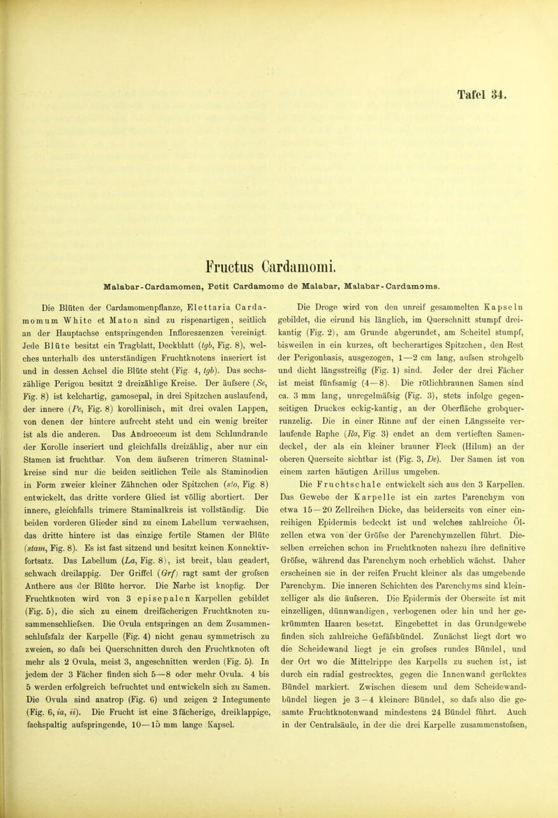 Eructus Cardamomi. Malabar-Cardamomen, Petit Cardamome de Malabar, Malabar-Cardamoms. Die Blüten der Cardamomenpflanze, Elettaria Carda- momum White et Maton sind zu rispenartigen, seitlich an der Hauptachse entspringenden Infloreszenzen vereinigt. Jede Blüte besitzt ein Tragblatt, Deckblatt {igb, Fig. 8), wel- ches unterhalb des unterständigen Fruchtknotens inseriert ist und in dessen Achsel die Blüte steht (Fig. 4, tgb). Das sechs- zählige Perigon besitzt 2 dreizählige Kreise. Der äufsere {Se, Fig. 8) ist kelchartig, gamosepal, in drei Spitzchen auslaufend, der innere (Pe, Fig. 8) korollinisch, mit drei ovalen Lappen, von denen der hintere aufrecht steht und ein wenig breiter ist als die anderen. Das Androeceum ist dem Schlundrande der Korolle inseriert und gleichfalls dreizählig, aber nur ein Stamen ist fruchtbar. Von dem äufseren trimeren Staminal- kreise sind nur die beiden seitlichen Teile als Staminodien in Form zweier kleiner Zähnchen oder Spitzchen (s/o, Fig. 8) entwickelt, das dritte vordere Glied ist völlig abortiert. Der innere, gleichfalls trimere Staminalkreis ist vollständig. Die beiden vorderen Glieder sind zu einem Labellum verwachsen, das dritte hintere ist das einzige fertile Stamen der Blüte (stam, Fig. 8). Es ist fast sitzend und besitzt keinen Konnektiv- fortsatz. Das Labellum (La, Fig. 8), ist breit, blau geädert, schwach dreilappig. Der Griifel {Orfj ragt samt der grofsen Anthere aus der Blüte hervor. Die Narbe ist knopfig. Der Fruchtknoten wird von 3 episepalen Karpellen gebildet (Fig. 5), die sich zu einem dreifächerigen Fruchtknoten zu- sammenschliefsen. Die Ovula entspringen an dem Ziisammen- schlufsfalz der Karpelle (Fig. 4) nicht genau symmetrisch zu zweien, so dafs bei Querschnitten durch den Fruchtknoten oft mehr als 2 Ovula, meist 3, angeschnitten werden (Fig. 5). In jedem der 3 Fächer finden sich 5—8 oder mehr Ovula. 4 bis 5 werden erfolgreich befruchtet und entwickeln sich zu Samen. Die Ovula sind anatrop (Fig. 6) und zeigen 2 Integumente (Fig. 6, m, ii). Die Frucht ist eine 3 fächerige, dreiklappige, faohspaltig aufspringende, 10—lö mm lange Kapsel. Die Droge wird von den unreif gesammelten Kapseln gebildet, die eirund bis länglich, im Querschnitt stumpf drei- kantig (Fig. 2), am Grunde abgerundet, am Scheitel stumpf, bisweilen in ein kurzes, oft becherartiges Spitzchen, den Rest der Perigonbasis, ausgezogen, 1—2 cm lang, aufsen strohgelb und dicht längsstreifig (Fig. 1) sind. Jeder der drei Fächer ist meist fünfsamig (4—8). Die rötlichbraunen Samen sind ca. 3 mm lang, unregelmäfsig (Fig. 3), stets infolge gegen- seitigen Druckes eckig-kantig, an der Oberfläche grobquer- runzelig. Die in einer Rinne auf der einen Längsseite ver- laufende Raphe {Ra, Fig. 3) endet an dem vertieften Samen- deckel, der als ein kleiner brauner Fleck (Hilnm) an der oberen Querseite sichtbar ist (Fig. 3, De). Der Samen ist von einem zarten häutigen Arillus umgeben. Die Fruchtschale entwickelt sich aus den 3 Karpellen. Das Gewebe der Kar pelle ist ein zartes Parenchym von etwa 15 — 20 Zellreihen Dicke, das beiderseits von einer ein- reihigen Epidermis bedeckt ist und welches zahlreiche Öl- zellen etwa von der Gröfse der Parenchymzellen führt. Die- selben erreichen schon im Fruchtknoten nahezu ihre definitive Gröfse, während das Parenchym noch erheblich wächst. Daher erscheinen sie in der reifen Frucht kleiner als das umgebende Parenchym. Die inneren Schichten des Parenchyras sind klein- zelliger als die äufseren. Die Epidermis der Oberseite ist mit einzelligen, dünnwandigen, verbogenen oder hin und her ge- krümmten Haaren besetzt. Eingebettet in das Grundgewebe finden sich zahlreiche Gefäfsbündel. Zunächst liegt dort wo die Scheidewand liegt je ein grofses rundes Bündel, und der Ort wo die Mittelrippe des Karpells zu suchen ist, ist durch ein radial gestrecktes, gegen die Innenwand gerücktes Bündel markiert. Zwischen diesem und dem Scheidewand- bündel liegen je 3—4 kleinere Bündel, so dafs also die ge- samte Fruchtknotenwand mindestens 24 Bündel führt. Auch in der Centraisäule, in der die drei Karpelle zusammenstofsen,