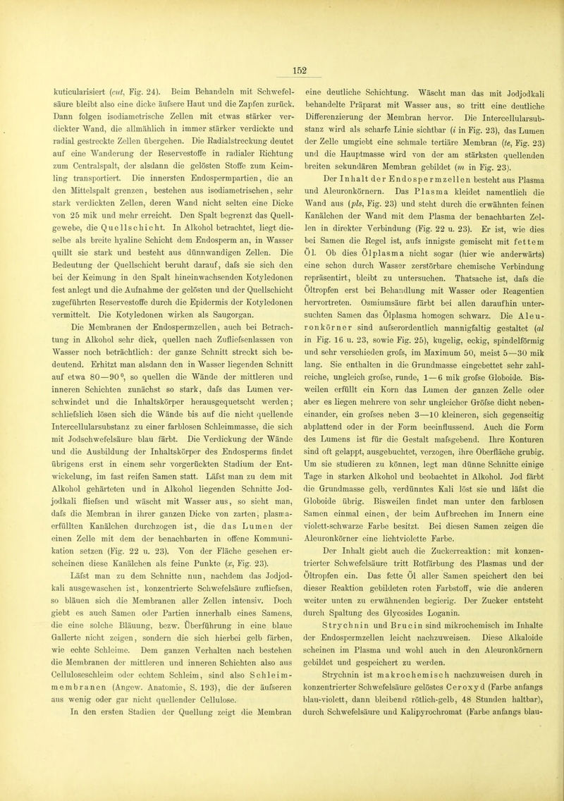 kuticularisiert {cut, Fig. 24). Beim Behandeln mit Schwefel- säure bleibt also eine dicke äufsere Haut und die Zapfen zurück. Dann folgen isodiametrisclie Zellen mit etwas stärker ver- dickter Wand, die allmählich in immer stärker verdickte und radial gestreckte Zellen übergehen. Die Eadialstreckung deutet auf eine Wanderung der Reservestoffe in radialer Richtung zum Centralspalt, der alsdann die gelösten Stoffe zum Keim- ling transportiert. Die innersten Endospermpartien, die an den Mittelspalt grenzen, bestehen aus isodiametrischen, sehr stark verdickten Zellen, deren Wand nicht selten eine Dicke von 25 mik und mehr erreicht. Den Spalt begrenzt das Quell- gewebe, die Quellschicht. In Alkohol betrachtet, liegt die- selbe als breite hyaline Schicht dem Endosperm an, in Wasser quillt sie stark und besteht aus dünnwandigen Zellen. Die Bedeutung der Quellschicht beruht darauf, dafs sie sich den bei der Keimung in den Spalt hineinwachsenden Kotyledonen fest anlegt und die Aufnahme der gelösten und der Quellschicht zugeführten Reservestoffe durch die Epidermis der Kotyledonen vermittelt. Die Kotyledonen wirken als Saugorgan. Die Membranen der Endosperm zellen, auch bei Betrach- tung in Alkohol sehr dick, quellen nach Zufliefsenlassen von Wasser noch beträchtlich: der ganze Schnitt streckt sich be- deutend. Erhitzt man alsdann den in Wasser liegenden Schnitt auf etwa 80—90**, so quellen die Wände der mittleren und inneren Schichten zunächst so stark, dafs das Lumen ver- schwindet und die Inhaltskörper herausgequetscht werden; schliefslich lösen sich die Wände bis auf die nicht quellende Intercellularsubstanz zu einer farblosen Schleimmasse, die sich mit Jodschwefelsäure blau färbt. Die Verdickung der Wände und die Ausbildung der Inhaltskörper des Endosperms findet übrigens erst in einem sehr vorgerückten Stadium der Ent- wickelung, im fast reifen Samen statt. Läfst man zu dem mit Alkohol gehärteten und in Alkohol liegenden Schnitte Jod- jodkali fliefsen und wäscht mit Wasser aus, so sieht man, dafs die Membran in ihrer ganzen Dicke von zarten, plasma- erfüUten Kanälchen durchzogen ist, die das Lumen der einen Zelle mit dem der benachbarten in offene Kommimi- kation setzen (Fig. 22 u. 23). Yon der Fläche gesehen er- scheinen diese Kanälchen als feine Punkte {x, Fig. 23). Läfst man zu dem Schnitte nun, nachdem das Jodjod- kali ausgewaschen ist, konzentrierte Schwefelsäure zufliefsen, so bläuen sich die Membranen aller Zellen intensiv. Doch giebt es auch Samen oder Partien innerhalb eines Samens, die eine solche Bläuung, bezw. Überführung in eine blaue Gallerte nicht zeigen, sondern die sich hierbei gelb färben, wie echte Schleime. Dem ganzen Verhalten nach bestehen die Membranen der mittleren und inneren Schichten also aus Celluloseschleim oder echtem Schleim, sind also Schleim- membranen (Angew. Anatomie, S. 193), die der äufseren aus wenig oder gar nicht quellender Cellulose. In den ersten Stadien der Quellung zeigt die Membran eine deutliche Schichtung. Wäscht man das mit Jodjodkali behandelte Präparat mit Wasser aus, so tritt eine deutliche Differenzierung der Membran hervor. Die Intercellularsub- stanz wird als scharfe Linie sichtbar {i in Fig. 23), das Lumen der Zelle umgiebt eine schmale tertiäre Membran {te, Fig. 23) und die Hauptmasse wird von der am stärksten quellenden breiten sekundären Membran gebildet (m in Fig. 23). Der Inhalt der Endospermzellen besteht aus Plasma und Aleuronkörnern. Das Plasma kleidet namentlich die Wand aus (pls, Fig. 23) und steht durch die erwähnten feinen Kanälchen der Wand mit dem Plasma der benachbarten Zel- len in direkter Verbindung (Fig. 22 u. 23). Er ist, wie dies bei Samen die Regel ist, aufs innigste gemischt mit fettem Öl. Ob dies Ölplasma nicht sogar (hier wie anderwärts) eine schon durch Wasser zerstörbare chemische Verbindung repräsentirt, bleibt zu untersuchen. Thatsache ist, dafs die Öltropfen erst bei Behandlung mit Wasser oder Reagentien hervortreten. Osmiumsäure färbt bei allen daraufhin unter- suchten Samen das Ölplasma homogen schwarz. Die Aleu- ronkörner sind aufserordentlich mannigfaltig gestaltet {al in Fig. 16 u. 23, sowie Fig. 25), kugelig, eckig, spindelförmig und sehr verschieden grofs, im Maximum 50, meist 5—30 mik lang. Sie enthalten in die Grundmasse eingebettet sehr zahl- reiche, imgleich grofse, runde, 1—6 mik grofse Globoide. Bis- weilen erfüllt ein Korn das Lumen der ganzen Zelle oder aber es liegen mehrere von sehr ungleicher Gröfse dicht neben- einander, ein groi'ses neben 3—10 kleineren, sich gegenseitig abplattend oder in der Form beeinflussend. Auch die Form des Lumens ist für die Gestalt mafsgebend. Ihre Konturen sind oft gelappt, ausgebuchtet, verzogen, ihre Oberfläche grubig. Um sie studieren zu können, legt man dünne Schnitte einige Tage in starken Alkohol und beobachtet in Alkohol. Jod färbt die Grundmasse gelb, verdünntes Kali löst sie und läfst die Globoide übrig. Bisweilen findet man unter den farblosen Samen einmal einen, der beim Aufbrechen im Innern eine violett-schwarze Farbe besitzt. Bei diesen Samen zeigen die Aleuronkörner eine lichtviolette Farbe. Der Inhalt giebt auch die Zuckerreaktion: mit konzen- trierter Schwefelsäure tritt Rotfärbung des Plasmas und der Öltropfen ein. Das fette Öl aller Samen speichert den bei dieser Reaktion gebildeten roten Farbstoff, wie die anderen weiter imten zu erwähnenden begierig. Der Zucker entsteht durch Spaltung des Glycosides Loganin. Strychnin und Brucin sind mikrochemisch im Inhalte der Endospermzellen leicht nachzuweisen. Diese Alkaloide scheinen im Plasma und wohl auch in den Aleuronkörnern gebUdet und gespeichert zu werden. Strychnin ist makrochemisch nachzuweisen durch in konzentrierter Schwefelsäure gelöstes Ceroxyd (Farbe anfangs blau-violett, dann bleibend rötlich-gelb, 48 Stunden haltbar), durch Schwefelsäiue und Kalipyrochromat (Farbe anfangs blau-