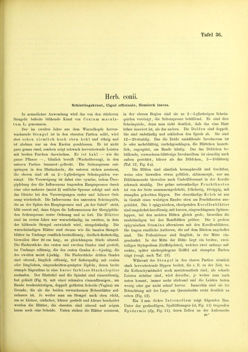 Tafel 36. Herb, conii. Sehierlingskraut, Gigue offlcinale, Hemloek leaves. In arzneilicher Anwendung wird das von den stärkeren Stengeln befreite blühende Kraut von Conium macula- tum L. genommen. Der im zweiten Jahre aus dem Wurzelkopfe hervor- wachsende Stengel ist in den obersten Partien solid, wird aber schon ziemlich hoch oben hohl und röhrig und ist alsdann nur an den Knoten geschlossen. Er ist nicht ganz genau rund, sondern zeigt schwach hervortretende Leisten mit breiten Furchen dazwischen. Er ist kahl — wie die ganze Pflanze —, bläulich bereift (Wachsüberzug), in den unteren Partien braunrot - gefleckt. Die Seitensprosse ent- springen in den Blattachseln, die unteren stehen zerstreut, die oberen sind oft zu 2—5 gliederigen Scheinquirlen ver- einigt. Die Verzweigung ist dabei eine cymöse, indem Über- gipfelung des die Infloreszenz tragenden Hauptsprosses durch eine oder mehrere (meist 2) seitliche Sprosse erfolgt und sich das Gleiche bei den Verzweigungen erster und höherer Ord- nung wiederholt. Die Infloreszenz des untersten Scheinquirls, die an der Spitze des Hauptsprosses und „in der Gabel steht, blüt zuerst auf, dann folgen die Infloreszenzen der übergipfeln- den Seitensprosse erster Ordnung und so fort. Die Blätter sind im ersten Jahre nur wurzelständig, im zweiten, in dem der blühende Stengel entwickelt wird, stengelständig. Die wurzelständigen Blätter sind ebenso wie die basalen Stengel- blätter im Umfange rundlich-breiteiförmig, dreifach-üederteilig, bisweilen über 20 cm lang, an gleichlangem Stiele sitzend. Die Fiederstücke des ersten und zweiten Grades sind gestielt, im Umfange eiförmig, die des ersten Grades 6—8 jochig, die des zweiten meist 5 jochig. Die Fiederstücke dritten Grades sind sitzend, länglich eiförmig, tief fiederspaltig mit ovalen oder länglichen, eingeschnitten-gesägten Zipfeln, deren breite stumpfe Sägezähne in eine kurze farblose Stachelspitze auslaufen. Der Blattstiel und die Spindel sind rinnenförmig, fast gekielt (Fig. 9), mit einer schmalen rinnenförmigen, am Eande trockenhäutigen, doppelt geöhrten Scheide (Vagina) am Grunde, die als die beiden verwachsenen Nebenblätter auf- zufassen ist. Je weiter man am Stengel nach oben rückt, um so kleiner, einfacher, kürzer gestielt und kürzer bescheidet werden die Blätter, die obersten sind sitzend und zeigen kaum noch eine Scheide. Unten stehen die Blätter zerstreut. in der oberen Region sind sie zu 2—5 gliederigen Schein- quirlen vereinigt, die Seitensprosse behüllend. Es sind dies Scheinquirle, denn man sieht deutlich, dafs das eine Blatt höher inseriert ist, als das andere. Die Dolden sind doppelt. Sie sind endständig und schliefsen den Sprofs ab. Sie sind 12—20 strahlig. Das die Dolde umhüllende Involucrum ist 5- oder mehrblättrig, zurückgeschlagen, die Blättchen lanzett- lich, zugespitzt, am Eande häutig. Das das Döldchen be- hüllende, verwachsen-blätterige Involucellum ist einseitig nach aufsen gerichtet, kürzer als das Döldchen, 3—5blätterig (Taf. 37, Fig. 6 a). Die Blüten sind sämtlich hermaphrodit und fruchtbar, weiss oder bisweilen etwas gelblich, aktinomorph, nur am Döldchenrande bisweilen nach Umbelliferenart in der Korolle schwach strahlig. Der grüne unterständige Fruchtknoten ist von der Seite zusammengedrückt, 2 fächerig, 10 rippig, mit stumpfen gekerbten Rippen. Der oberständige Kelch ist nur in Gestalt eines wulstigen Randes oben am Fruchtknoten aus- gebildet. Die 5 epigynischen, choripetalen Kor olle nblätter sind umgekehrt-herzförmig, mit kurzen, eingeschlagenen Spitzen- lappen, bei den meisten Blüten gleich grofs, bisweilen die randständigen bei den Randblüten gröfser. Die 5 grofsen epigynischen Stamina alternieren mit den KoroUenblättern. Sie tragen rundliche Antheren, die auf dem Rücken angelieftet sind. Die Pollenkörner sind länglich, in der Mitte ein- geschnürt. In der Mitte der Blüte liegt ein breites, zwei- teiliges Stylopodium (Griffelpolstcr), welches zwei anfangs auf- rechte, später niedergebogene Griffel mit stumpfen Narben trägt (vergl. auch Taf. 37). Während der Stengel in den oberen Partien ziemlich stark hervortretende Rippen besitzt, die z. B. zu der Zeit, wo die KoUenchymbündel noch meristematisch sind, als scharfe Leisten sichtbar sind, wird derselbe, je weiter man nach unten kommt, immer mehr stielrund und die Leisten treten wenig oder gar nicht scharf hervor. Immerhin sind sie bei Betrachtung mit der Lupe am Querschnitte recht deutlich zu sehen (Fig. 12). Ein 3 mm dickes Internodium zeigt folgenden Bau. Unter der grofszelligen, Spaltöffnungen {st, Fig. 11) tragenden Epidermis (Ep, Fig. 11), deren Zellen an der Aufsenseite 20*