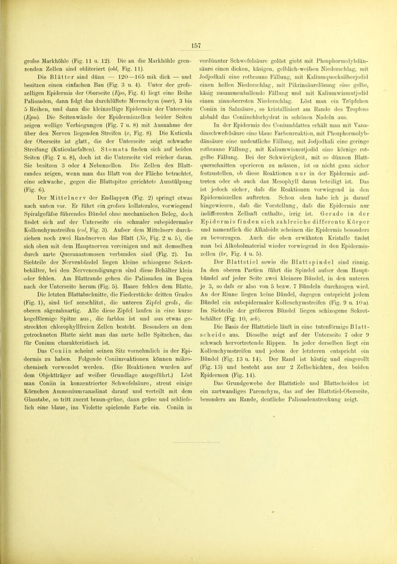 grofse Marlthöhle (Fig. 11 u. 12). Die an die Markhöhle gren- zenden Zellen sind obliteriert {obl^ Fig. 11). Die Blätter sind dünn — 120—165 mik dick — und besitzen einen einfachen Bau (Fig. 3 u. 4). Unter der grofs- zelligen Epidermis der Oberseite {Ej)o, Fig. 4) liegt eine Eeihe Palissaden, dann folgt das durchlüftete Merencliym (mer), 3 bis 5 Eeihen, und dann die kleinzellige Epidermis der Unterseite {Epu). Die Seitenwände der Epidermiszellen beider Seiten zeigen wellige Verbicgungen (Fig. 7 u. 8) mit Ausnahme der über den Nerven liegenden Streifen (a;, Fig. 8). Die Kuticiüa der Oberseite ist glatt, die der Unterseite zeigt schwache Streifung (Kuticularfalten). Stomata finden sich auf beiden Seiten (Fig. 7 u. 8), doch ist die Unterseite viel reicher daran. Sie besitzen 3 oder 4 Nebenzellen. Die Zellen des Blatt- randes zeigen, wenn man das Blatt von der Fläche betrachtet, eine schwache, gegen die Blattspitze gerichtete Ausstülpung (Fig. 6). Der Mittelnerv der Endlappen (Fig. 2) springt etwas nach unten vor. Er führt ein grofses kollaterales, vorwiegend Spiralgefäfse führendos Bündel ohne mechanischen Beleg, doch findet sich auf der Unterseite ein schmaler subepidermaler Kollenchymstreifen (eo/, Fig. 3). Aufser dem Mitteluerv durch- ziehen noch zwei Eandnerven das Blatt (iVe, Fig. 2 u. 5), die sich oben mit dem Hauptnerven vereinigen und mit demselben durch zarte Queranastomosen verbunden sind (Fig. 2). Im Siebteile der Nervenbündel liegen kleine schizogene Sekret- behälter, bei den Nervenendigungen sind diese Behälter klein oder fehlen. Am Blattrande gehen die Palissaden im Bogen nach der Unterseite herum (Fig. 5). Haare fehlen dem Blatte. Die letzten Blattabschnitte, die Fiederstücke dritten Grades (Fig. 1), sind tief zerschlitzt, die unteren Zipfel grofs, die oberen sägezahnartig. Alle diese Zipfel laufen in eine kurze kegelförmige Spitze aus, die farblos ist und aus etwas ge- streckten chlorophyllfreien Zellen besteht. Besonders an dem getrockneten Blatte sieht man das zarte helle Spitzchen, das für Conium charakteristisch ist. Das Coniin scheint seinen Sitz vornehmlich in der Epi- dermis zu haben. Folgende Coniinreaktionen können mikro- chemisch verwendet werden. (Die Reaktionen wurden auf dem Objektträger auf Aveifser Grundlage ausgeführt.) Löst man Coniin in konzentrierter Schwefelsäure, streut einige Körnchen Ammoniumvanadinat darauf und vei'teilt mit dem Glasstabe, so tritt zuerst braun-grüne, dann grüne und schliefs- lich eine blaue, ins Violette spielende Farbe ein. Coniin in verdünnter Schwefelsäure gelöst giebt mit Phosphormolybdän- säure einen dicken, käsigen, gelblich-weifsen Niederschlag, mit .lodjodkali eine rotbraune Fällung, mit Kaliumquecksilberjodid einen hellen Niederschlag, mit Pikrinsäurelösung eine gelbe, käsig zusammenballende Fällung und mit Kaliumwismutjodid einen zinnoberroten Niederschlag. Löst man ein Tröpfchen Coniin in Salzsäure, so kristallisiert am Bande des Tropfens alsbald das Coniinchlorhydrat in schönen Nadeln aus. In der Epidermis des Coniumblattes erhält man mit Vana- dinschwefelsäure eine blaue Farbenreaktion, mit Phosphormolyb- dänsäure eine undeutliche Fällung, mit Jodjodkali eine geringe rotbraune Fällung, mit Kaliumwismutjodid eine körnige rot- gelbe Fällung. Bei der Schwierigkeit, mit so dünnen Blatt- querschnitten operieren zu müssen, ist es nicht ganz sicher festzustellen, ob diese Reaktionen nur in der Epidermis auf- treten oder ob auch das Mesophyll daran beteiligt ist. Das ist jedoch sicher, dafs die Reaktionen vorwiegend in den Epidermiszellen auftreten. Schon oben habe ich ja darauf hingewiesen, dafs die Vorstellung, dafs die Epidermis nur indifferenten Zellsaft enthalte, irrig ist. Gerade in der Epidermis finden sich zahlreiche differente Körper und namentlich die Alkaloide scheinen die Epidermis besonders zu bevorzugen. Auch die oben erwähnten Kristalle findet man bei Alkoholmaterial wieder vorwiegend in den Epidermis- zellen (/er, Fig. 4 u. 5). Der Blattstiel sowie die Blattspindel sind rinnig. In den oberen Partien führt die Spindel aufser dem Haupt- bündel auf jeder Seite zwei kleinere Bündel, in den unteren je 3, so dafs er also von 5 bezw. 7 Bündeln durchzogen wird. An der Rinne liegen keine Bündel, dagegen entspricht jedem Bündel ein subepidermaler Kollenchymstreifen (Fig. 9 u. 10 a). Im Siebteile der gröfseren Bündel liegen schizogene Sekret- behälter (Fig. 10, scb). Die Basis der Blattstiele läuft in eine tutenförmige Blatt- scheide aus. Dieselbe zeigt auf der Unterseite 7 oder 9 schwach hervortretende Rippen. In jeder derselben liegt ein Kollenchymstreifen und jedem der letzteren entspricht ein Bündel (Fig. 13 u. 14). Der Rand ist häutig und eingerollt (Fig. 13) und besteht aus nur 2 Zellschichten, den beiden Epidermen (Fig. 14). Das Grundgewebe der Blattstiele und Blattscheiden ist ein zartwandiges Parenchym, das auf der Blattstiel-Oberseite, besonders am Rande, deutliche Palissadenstreckung zeigt.