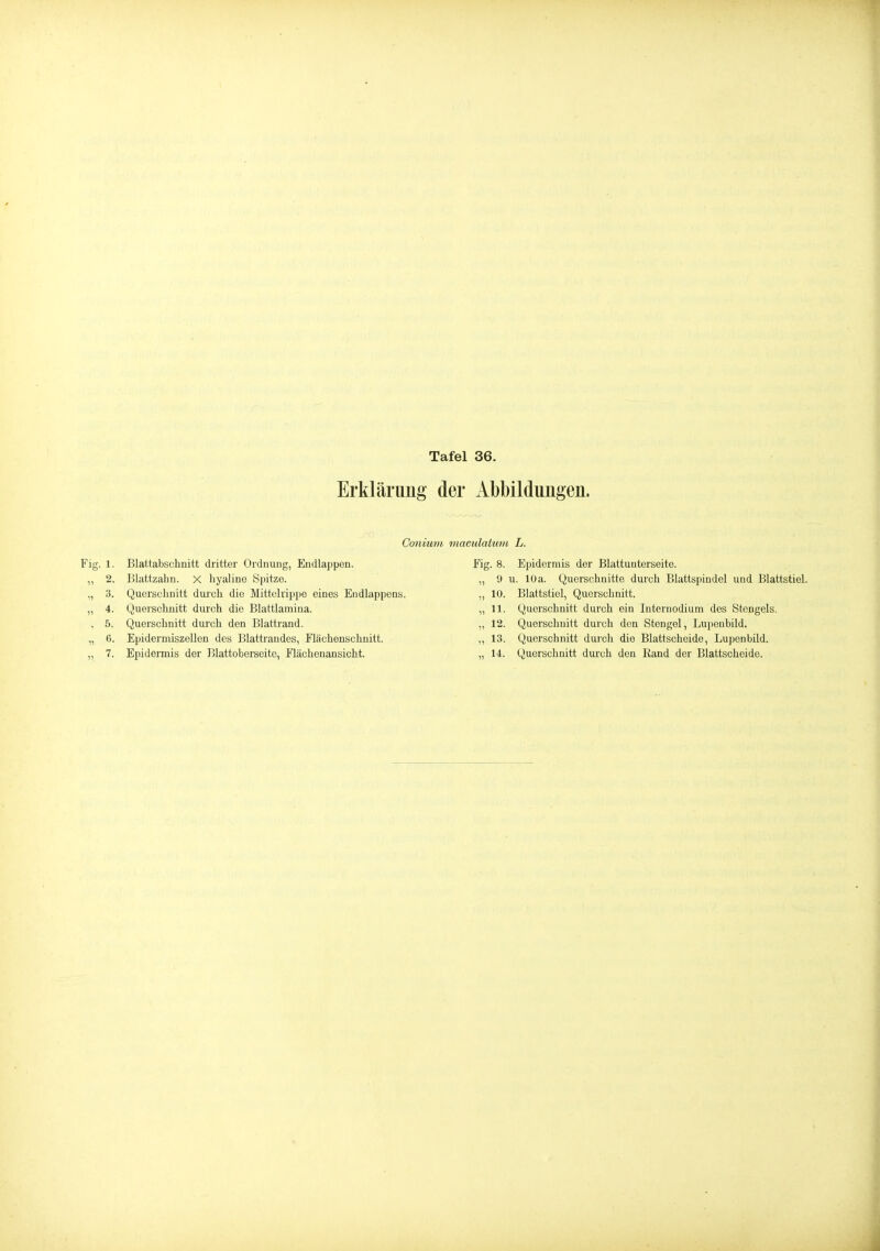 Erklärimg der Abbildungen. Conium maculaitmi L. Fig. 1. Blattabschnitt dritter Ordnung, Endlappen. Fig. 8. Epidermis der Blattunterseite. „ 2. Blattzahn. X hyaline Spitze. „ 9 u. 10a. Querschnitte durch Blattspindel und Blattstiel. „ 3. Querschnitt dmch die Mittolvippe eines Endlappens. „ 10. Blattstiel, Querschnitt. „ 4. Querschnitt durch die Blattlamina. „ 11. Querschnitt durch ein Interuodium des Stengels. , 5. Querschnitt durch den Blattrand. „ 12. Querschnitt durch den Stengel, Lupeubild. „ 6. Epiderniiszellen des Blattrandes, Flächenschnitt. ,, 13. Querschnitt durch die Blattscheide, Lupenbild.