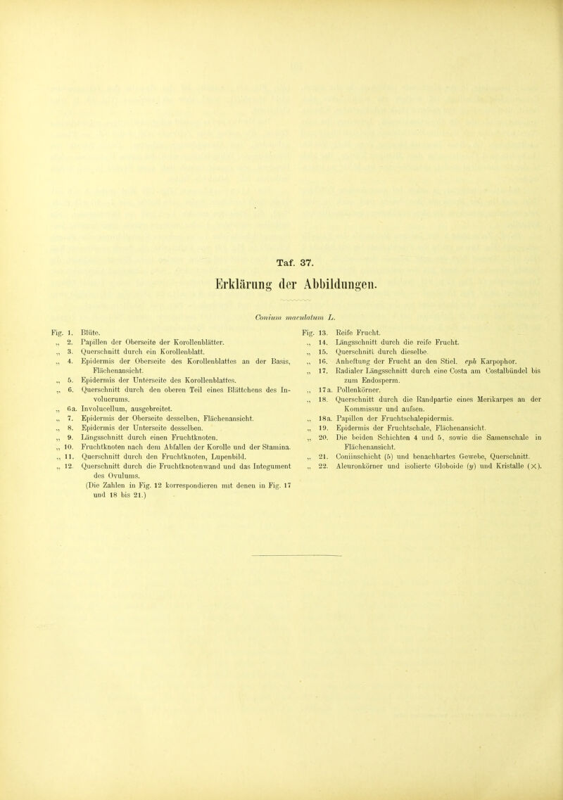 Erklärung der Abbildungen. Conmm maeulatum L. Fig. 1. Blüte. Fig. 13. Eeife Frucht. 2. Papillen der Oberseite der Korollenblätter. •1 14- Längsschnitt durch die reife Frucht. n 3. Quorsclinitt durch ein Korollenblatt. „ 15. Querschnitt durch dieselbe. 11 4. Epidermis der Oberseite des Korollenblattes an der Basis, 11 16. Anheftung der Frucht an den Stiel, cph Karpophor. Fläch enansicht. „ 17. Radialer Längsschnitt durch eine Costa am Costalbündel bis 5. Epidermis der Unterseite dos Korollenblattes. zum Endosperm. 11 6. Querschnitt durch den oberen Teil eines Blättchens des In- ,, 17a. Pollenkörner. volucrums. ,1 18. Querschnitt durch die Randpartie eines Merikarpes an der 11 6 a. Involucellum, ausgebreitet. Kommissur und aufseu. 11 7. Epidermis der Oberseite desselben, Flächenansicht. „ 18a. Papillen der Fruchtschalepidermis. ^1 8. Epidermis der Unterseite desselben. 1, 19. Epidermis der Fruchtschale, Flächenansicht. 11 9. Längsschnitt durch einen Fruchtknoten. 11 20. Die beiden Schichten 4 und 5, sowie die Samenschale in 11 10. Fruchtknoten nach dem Abfallen der Korolle und der Stamina. Flächenansicht. 11 11. Querschnitt durch den Fi'uchtknoten, Lupenbild. „ 21. Coniinschicht (5) und benachbartes Gewebe, Querschnitt. 11 12. Querschnitt durch die Fruchtknotenwand und das Integiiment „ 22. Aleuronkörner und isolierte Globoide {y) und Kristalle (X). des Ovulums. (Die Zahlen in Fig. 12 korrespondieren mit denen in Fig. 17 und 18 bis 21.)